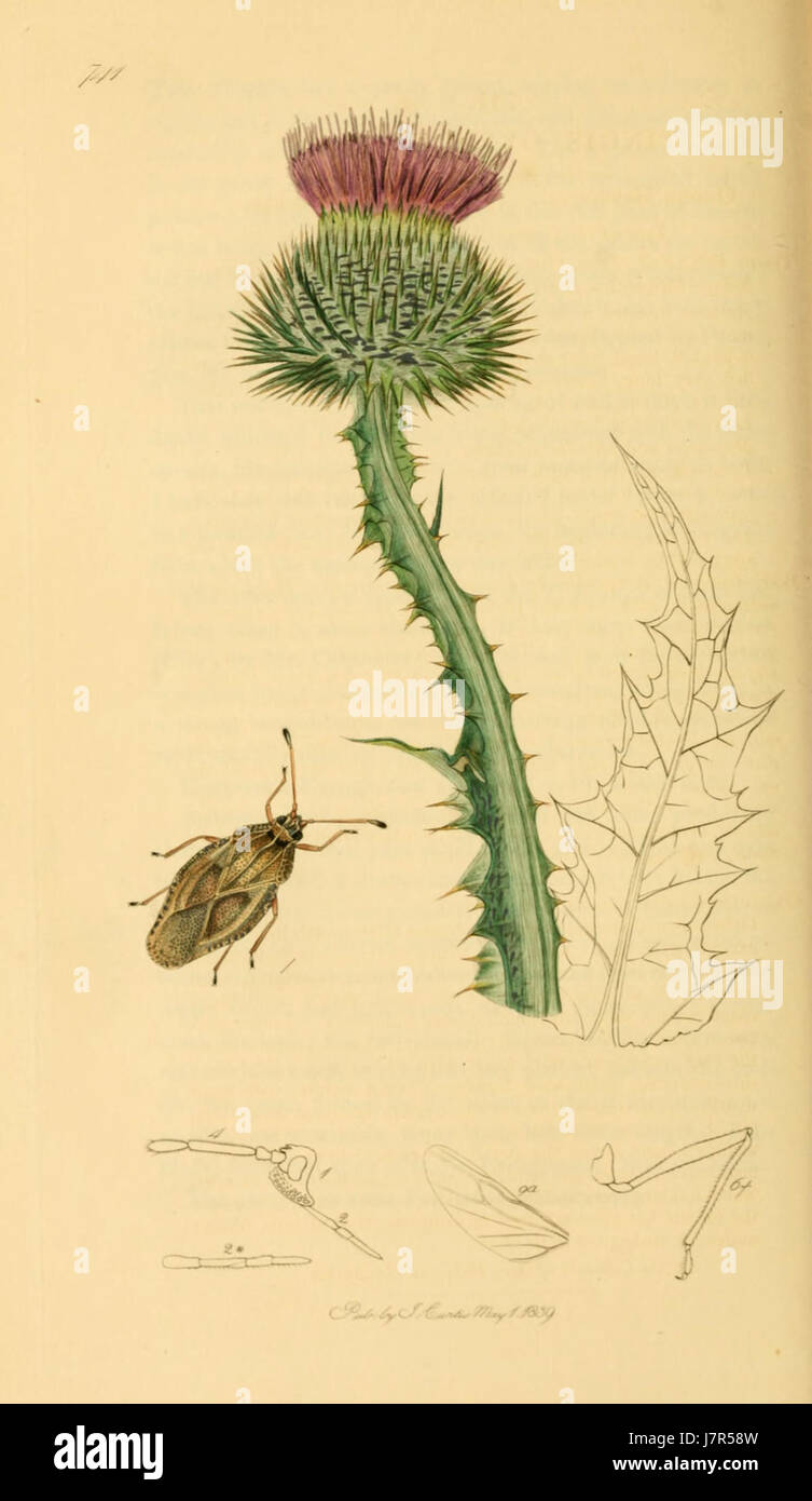 British Entomology Volume 7 (John Curtis) Plate 741 Stock Photo