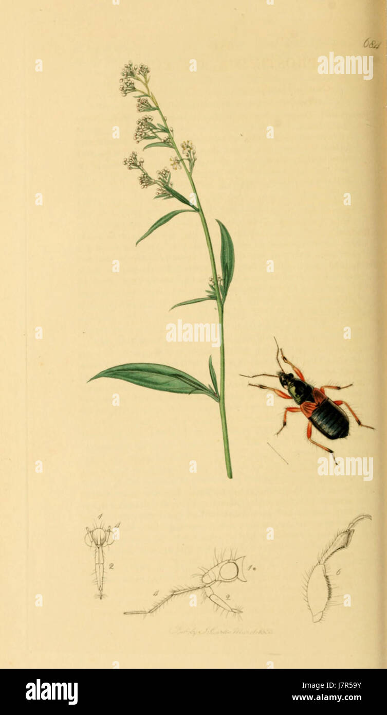 British Entomology Volume 7 (John Curtis) Plate 684 Stock Photo
