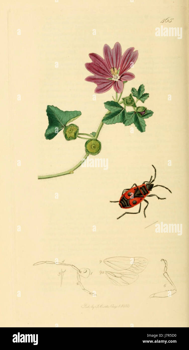 British Entomology Volume 7 (John Curtis) Plate 465 Stock Photo