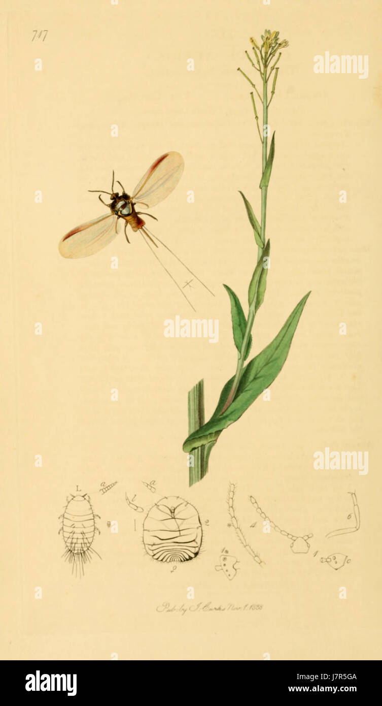 British Entomology Volume 7 (John Curtis) Plate 717 Stock Photo