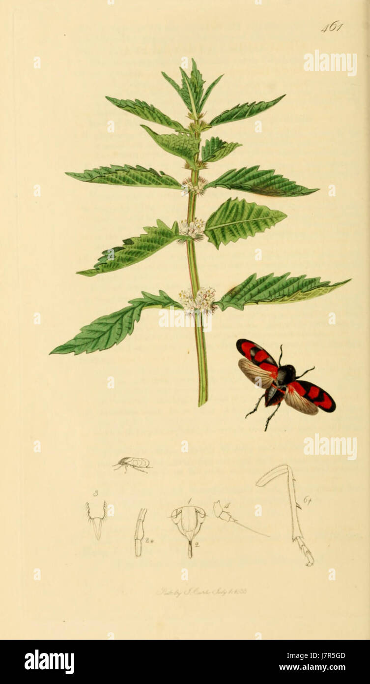 British Entomology Volume 7 (John Curtis) Plate 461 Stock Photo