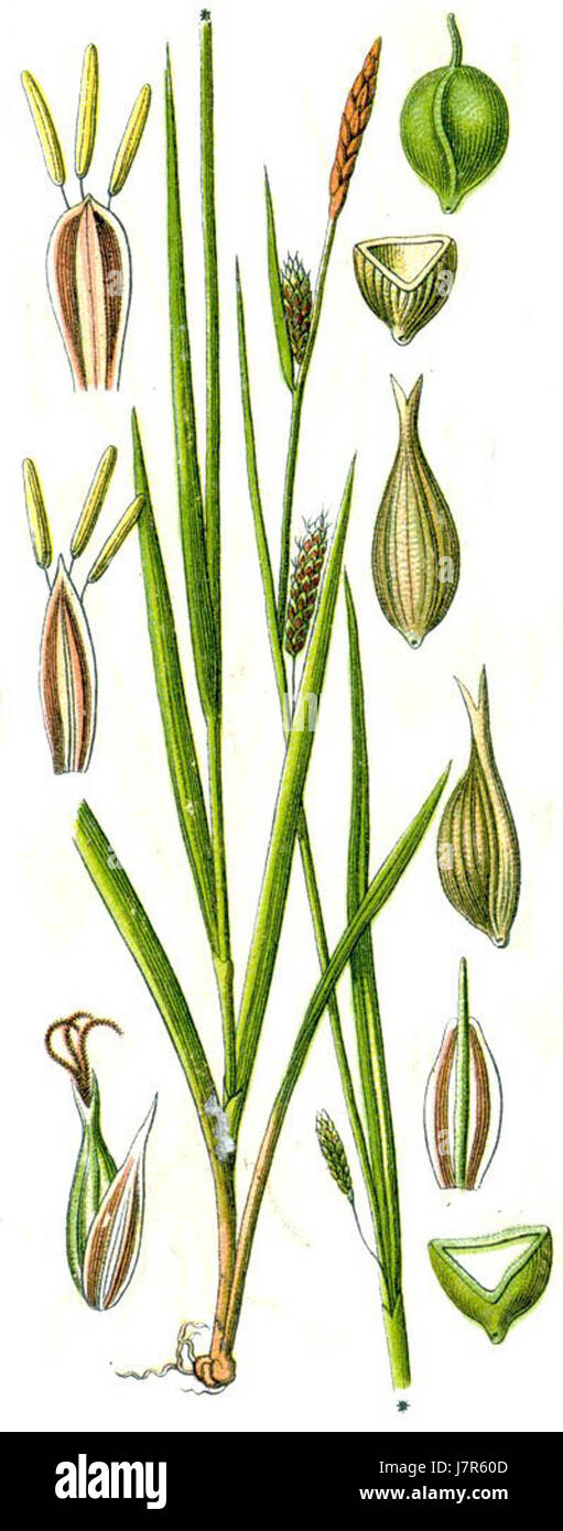 Carex laevigata Stock Photo