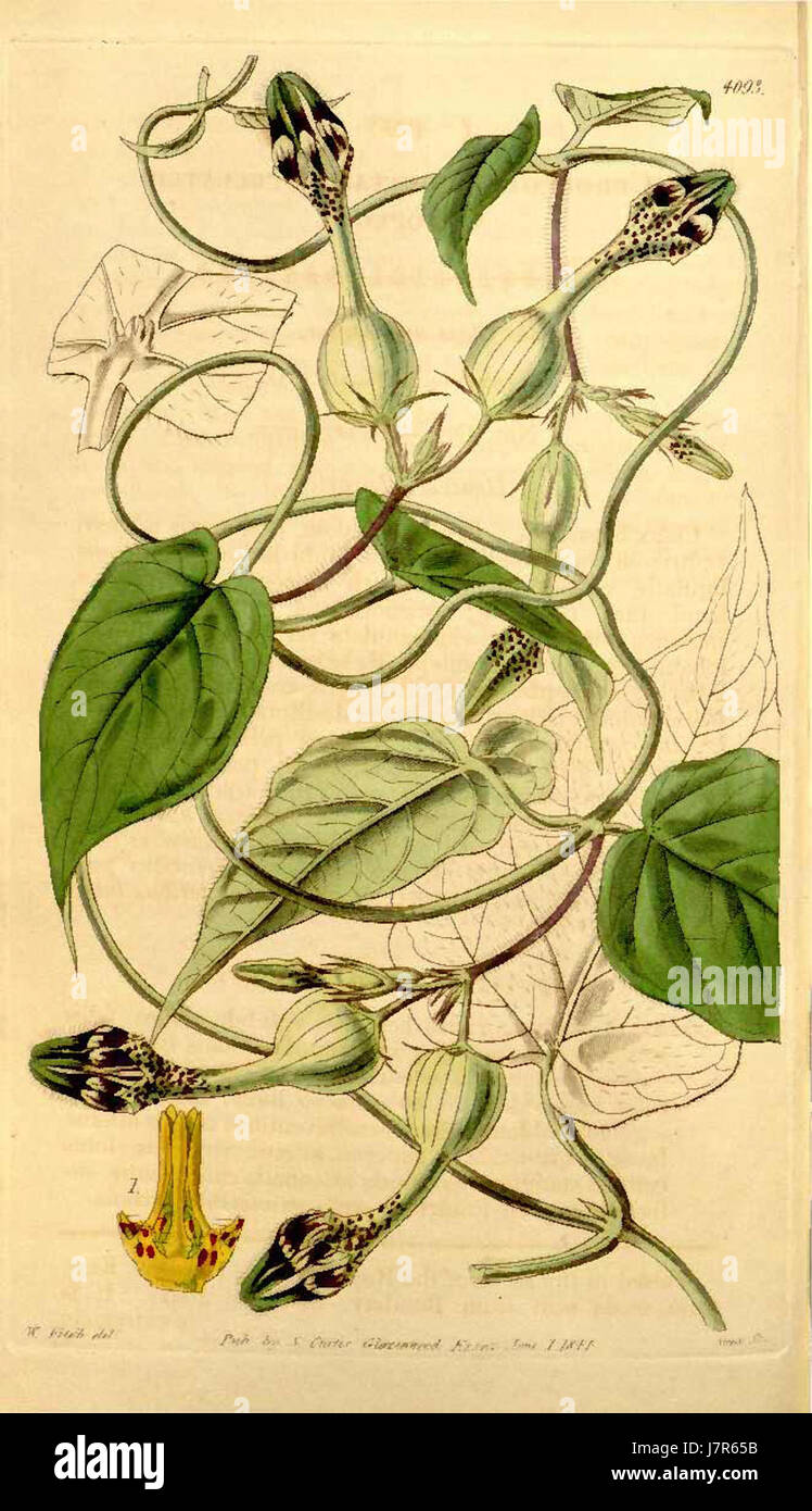 Ceropegia oculata Curtis Botanical Magazine Vol.70 Tab.4093 Stock Photo