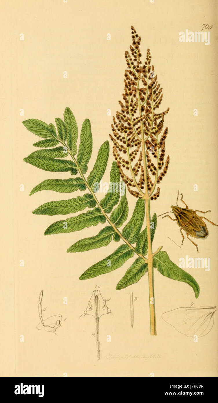 British Entomology, Volume 7 by John Curtis, features Plate 704, a ...