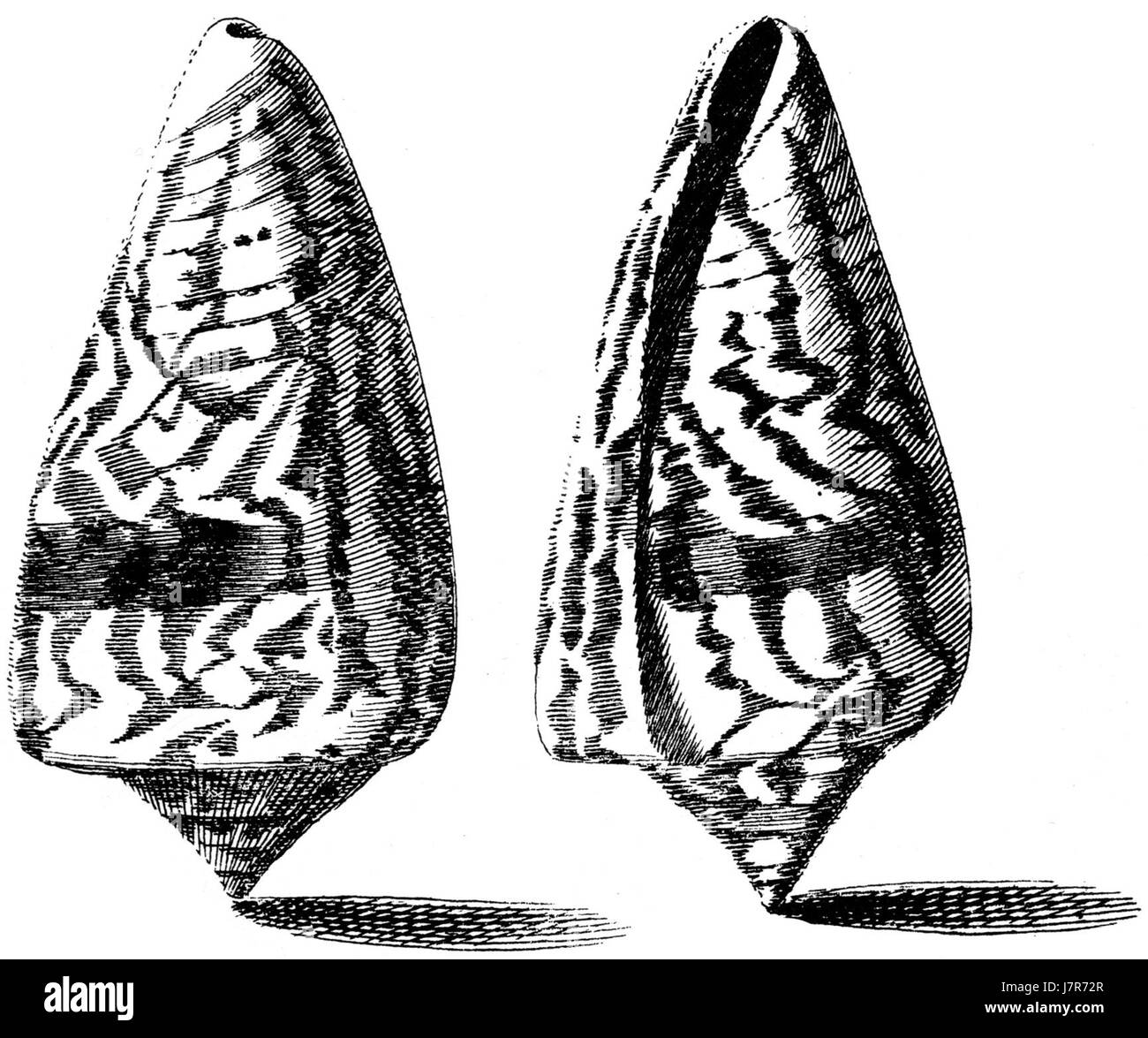 Spectrum Cone Cone snail shell Black and White Stock Photos & Images - Alamy