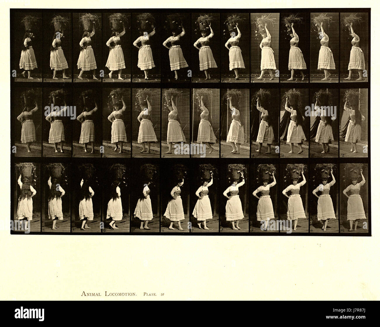 Animal locomotion. Plate 57 (Boston Public Library) Stock Photo