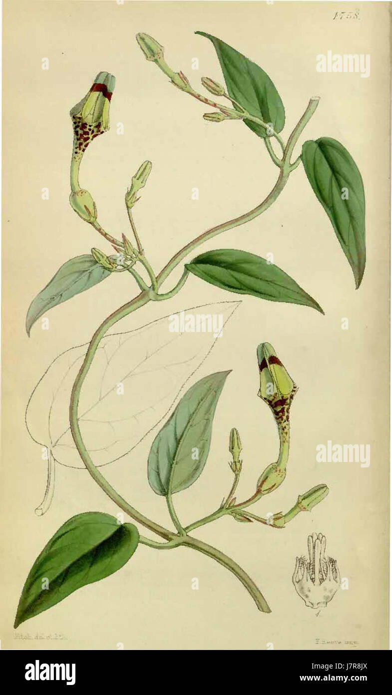 Ceropegia thwaitesii Curtis Botanical Magazine vol.80 tab.4758 Stock Photo