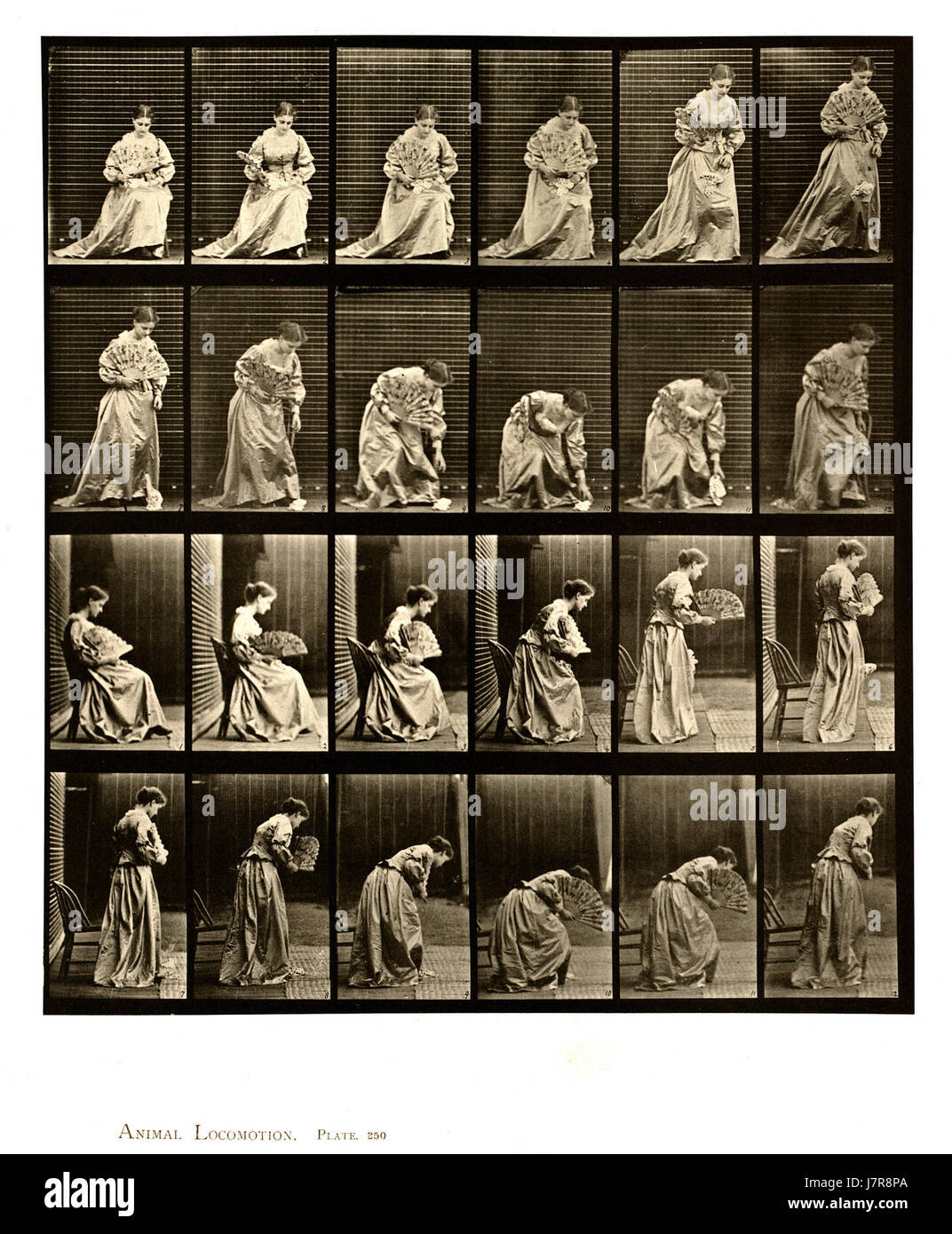 Animal locomotion. Plate 250 (Boston Public Library) Stock Photo