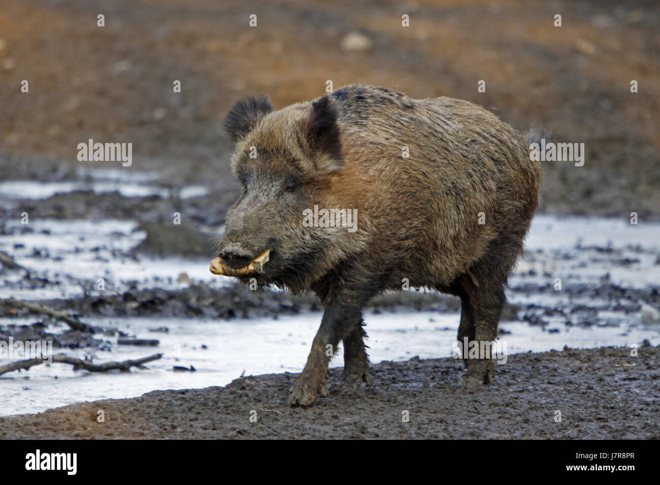 mammal wild wild boar pig wild animal wild boars mammal wild wild boar pig Stock Photo