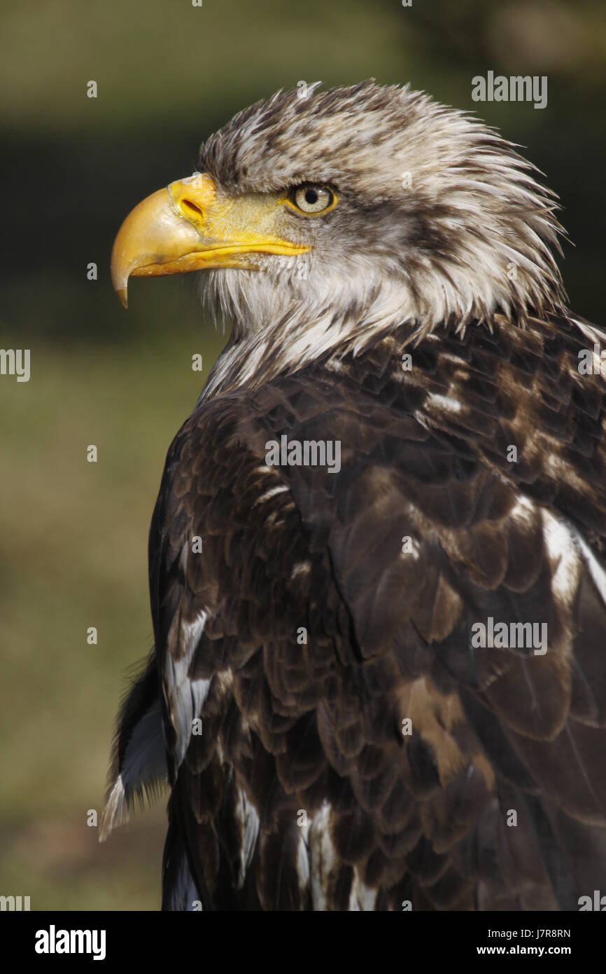 Young Rapter bird birds raptor young animal young younger animal bird birds raptor ...