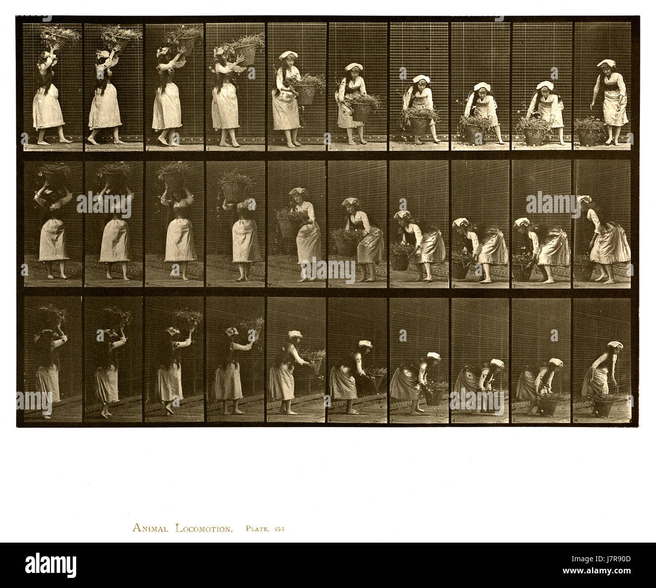 Animal locomotion. Plate 454 (Boston Public Library) Stock Photo