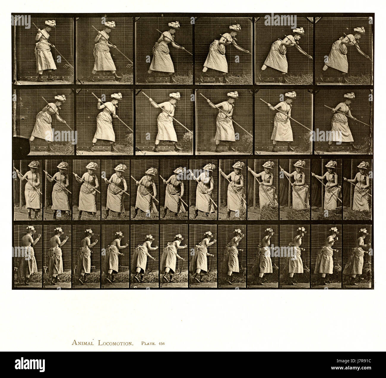 Animal locomotion. Plate 456 (Boston Public Library) Stock Photo