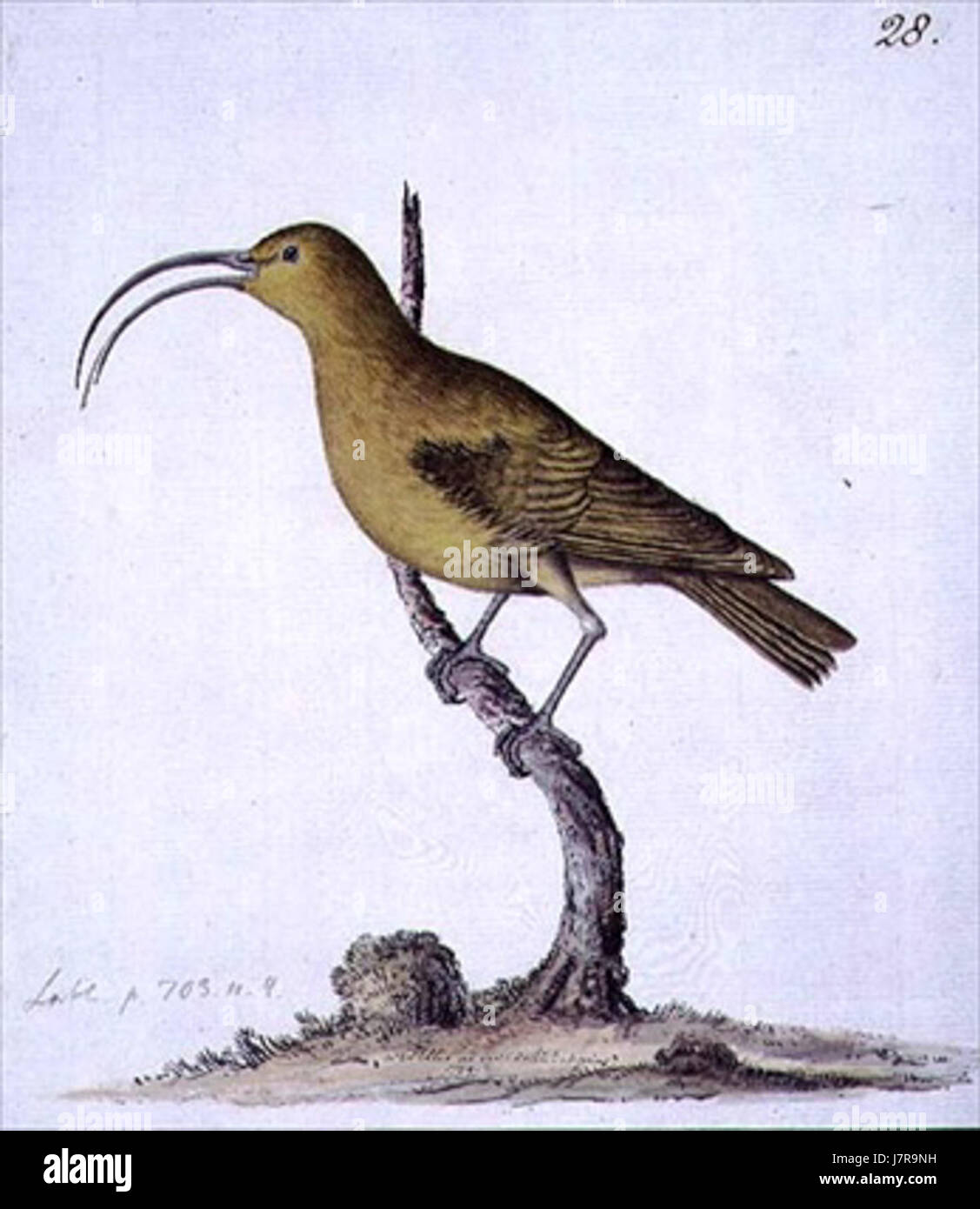 Akialoa obscura hires stock photography and images Alamy