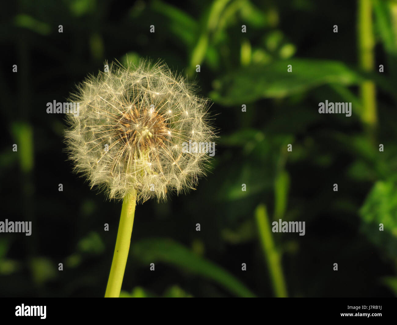 Dandelion seeds ready to fly at East Chezzetcook NS Stock Photo Alamy