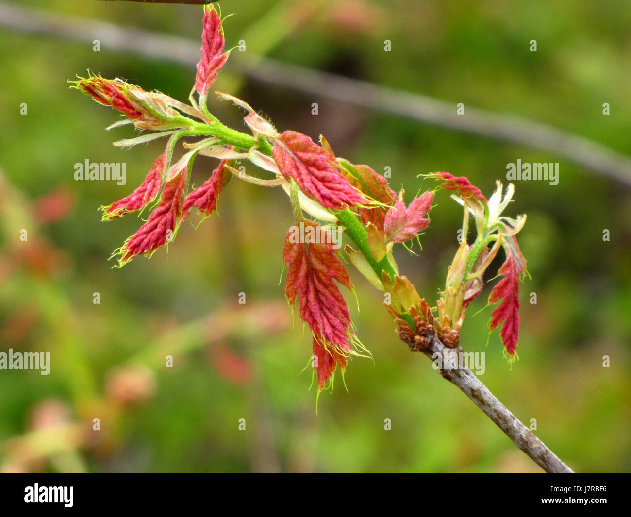 Maple flowers at Meaghers Grant Nova Scotia Stock Photo Alamy