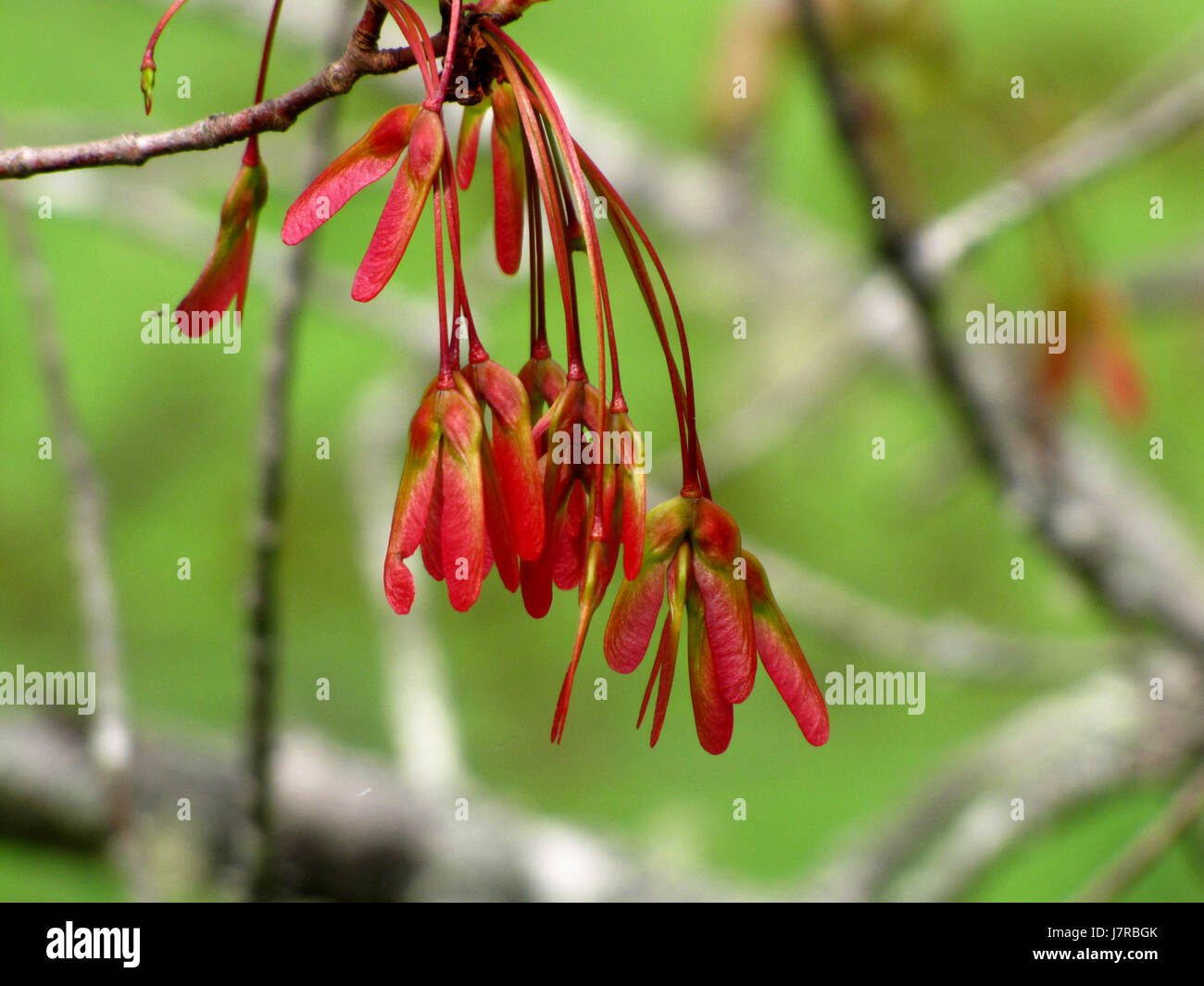 Maple seeds at Meagher's Grant Nova Scotia Stock Photo Alamy