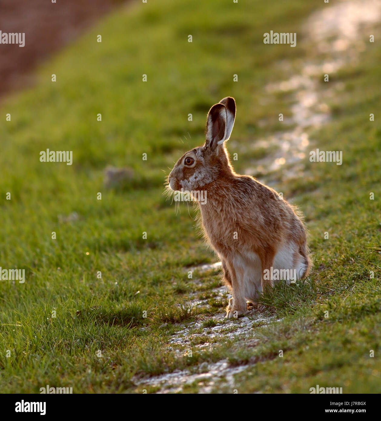 hare acre bunny hare acre bunny lepus europaeus lffelmann feldtier hasenohren Stock Photo