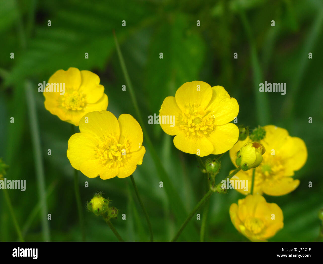 Wlid buttercups at East Chezzetcook NS Stock Photo Alamy