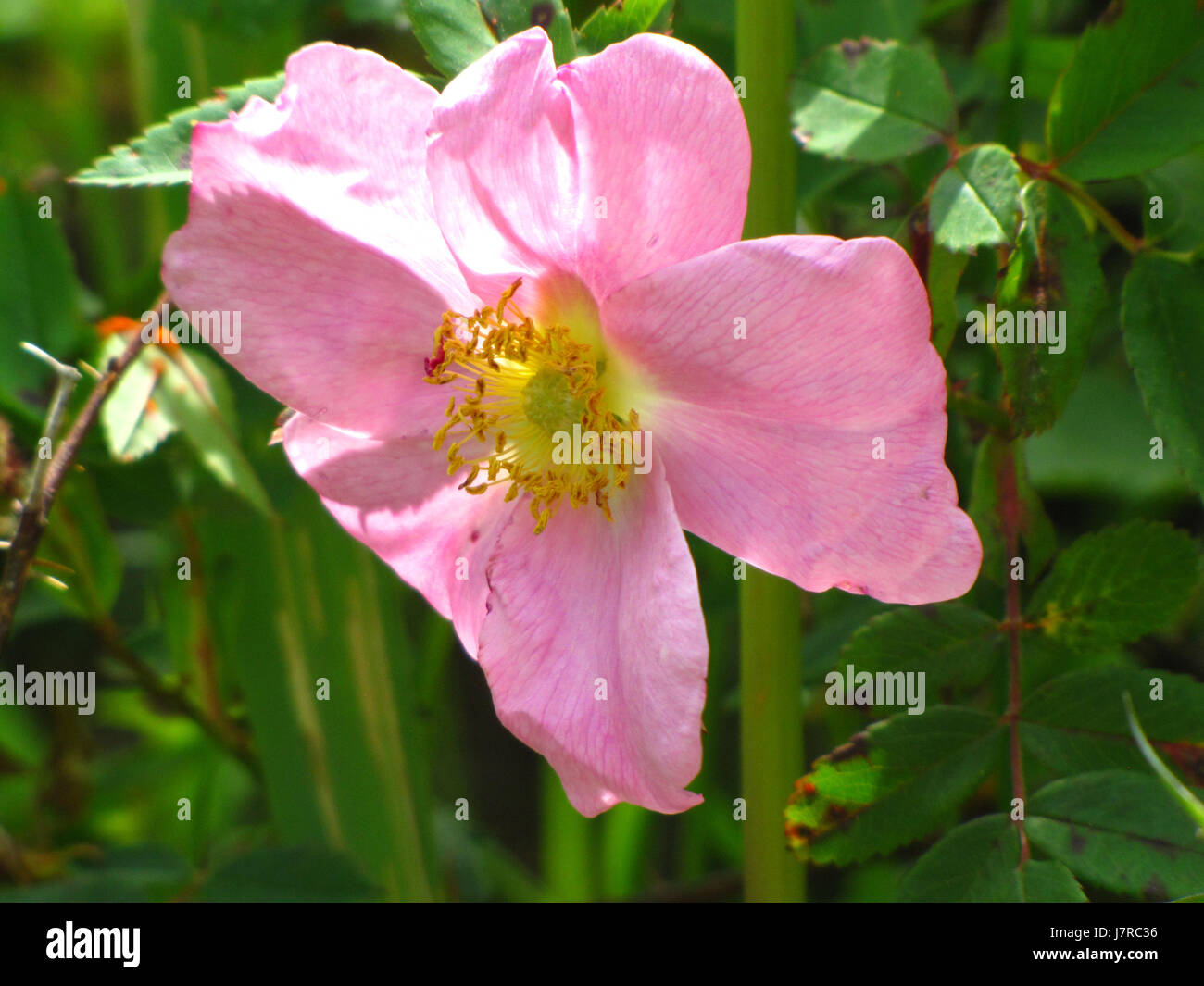 Wlid rose bloom at East Chezzetcook NS Stock Photo Alamy