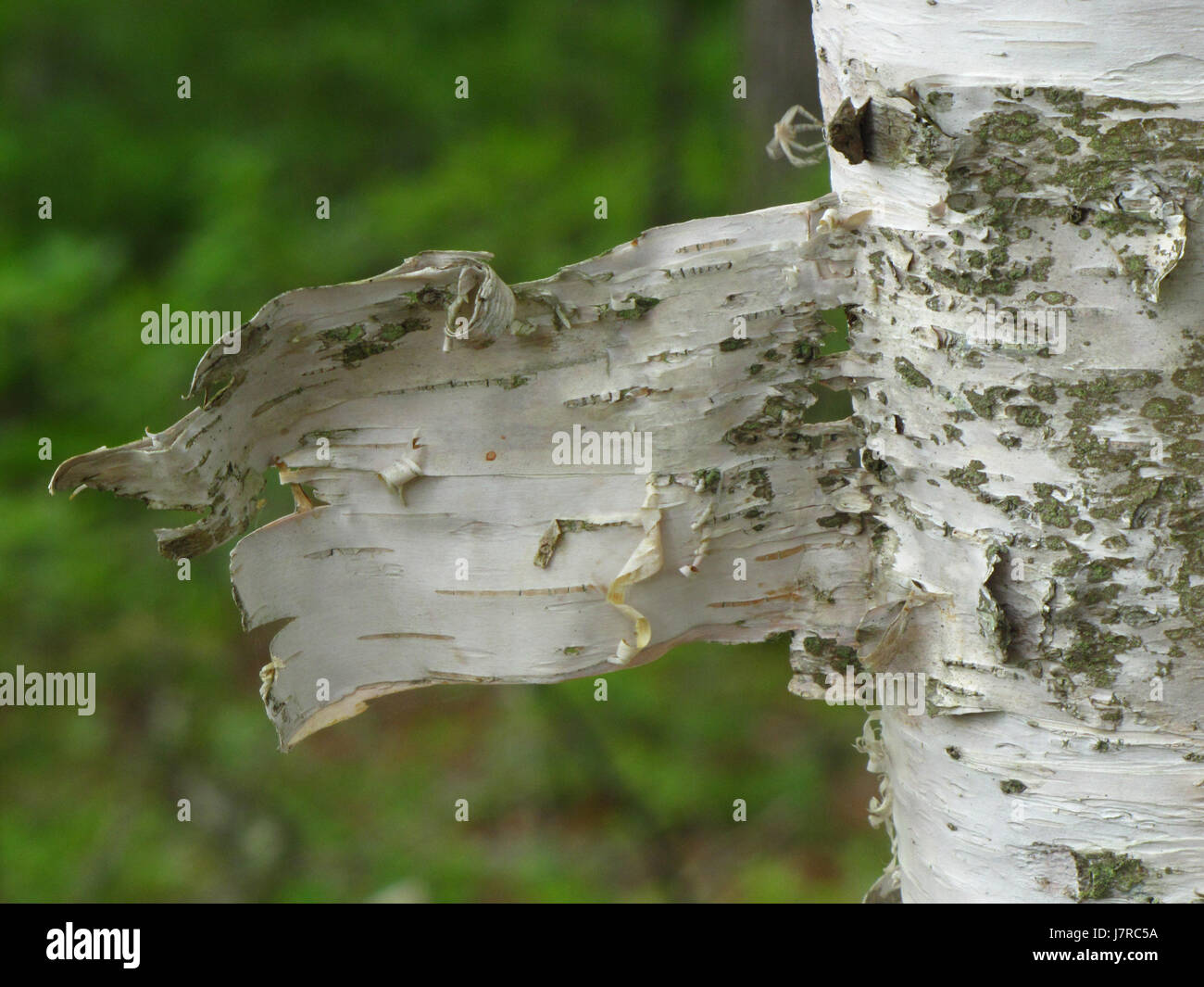 Birch tree root hires stock photography and images Alamy