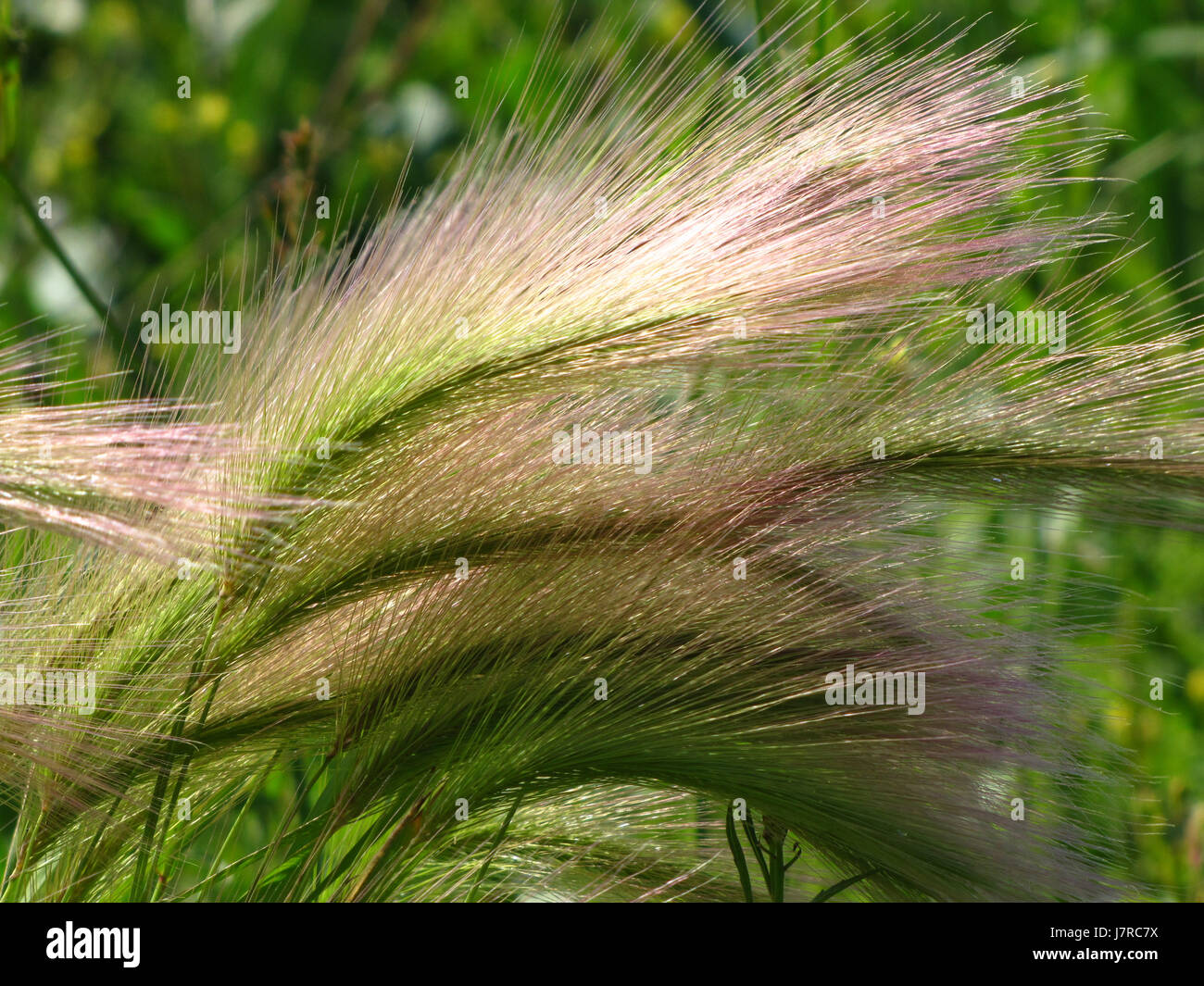 Feathery grass near shoreline at East Chezzetcook NS Stock Photo Alamy