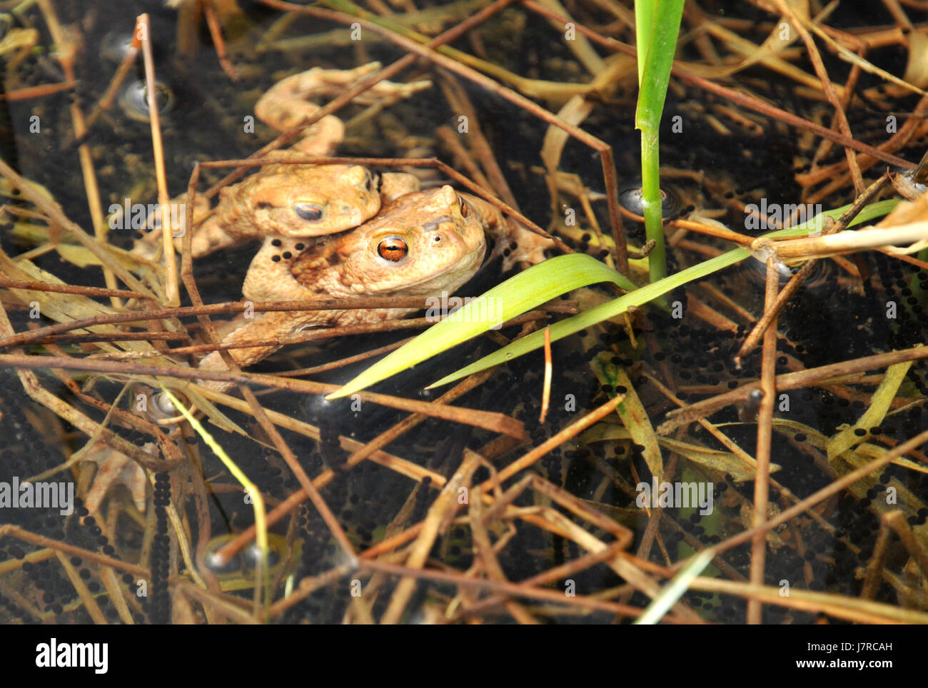 frog toads toad frogs mating mate eyes spring offspring frog toads