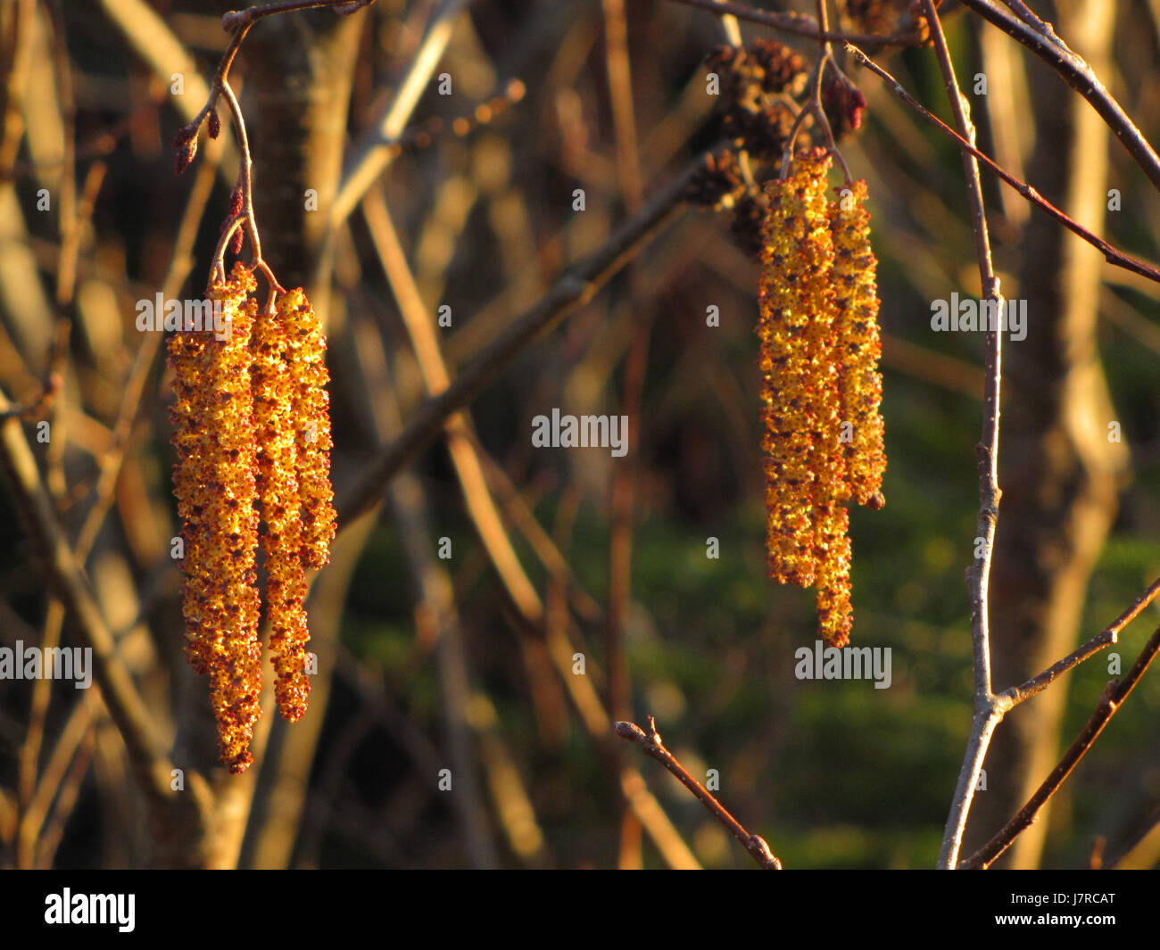 Alder flower at East Chezzetcook NS Stock Photo Alamy