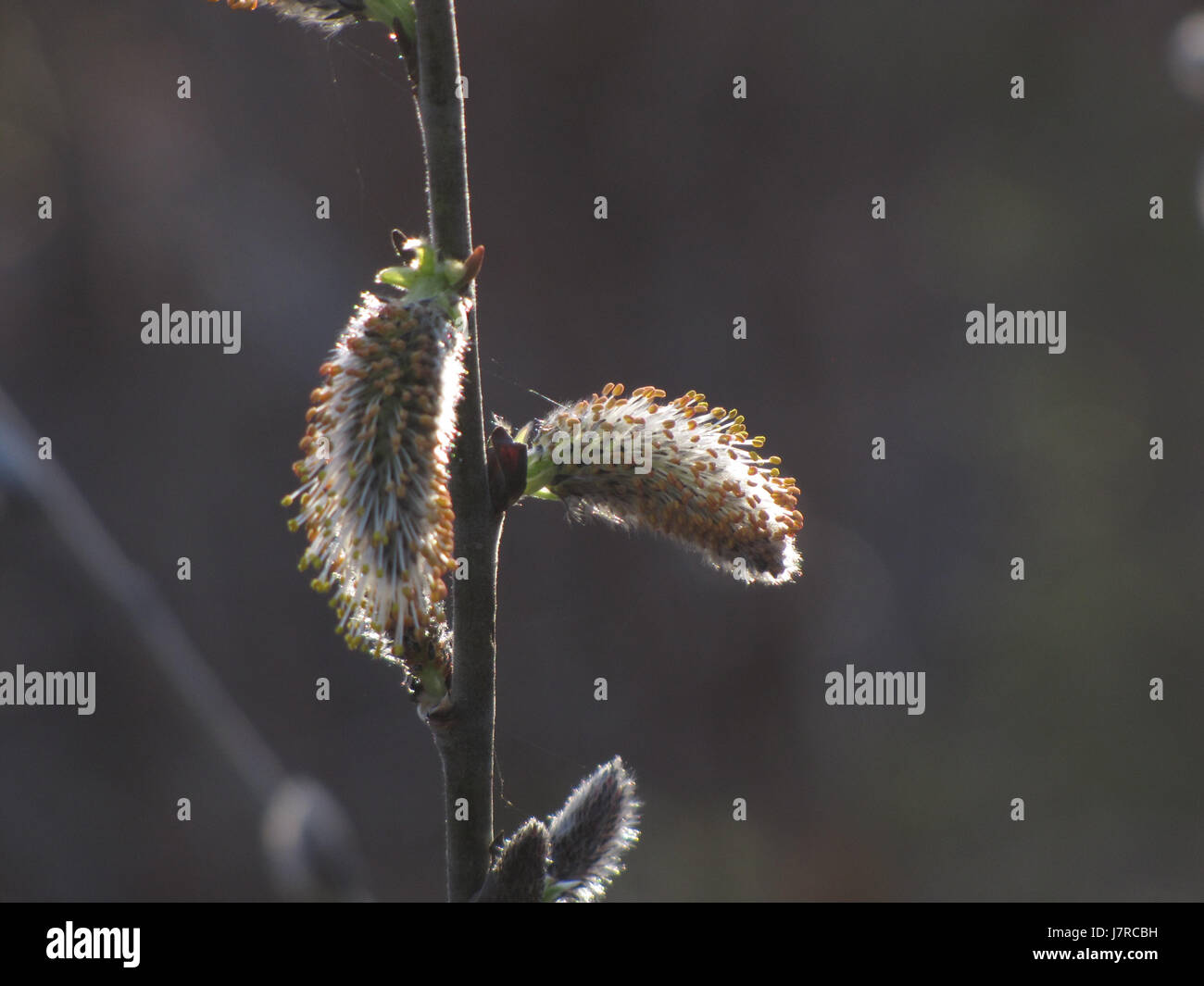 Pussy willows flowering at East Chezzetcook NS Stock Photo Alamy