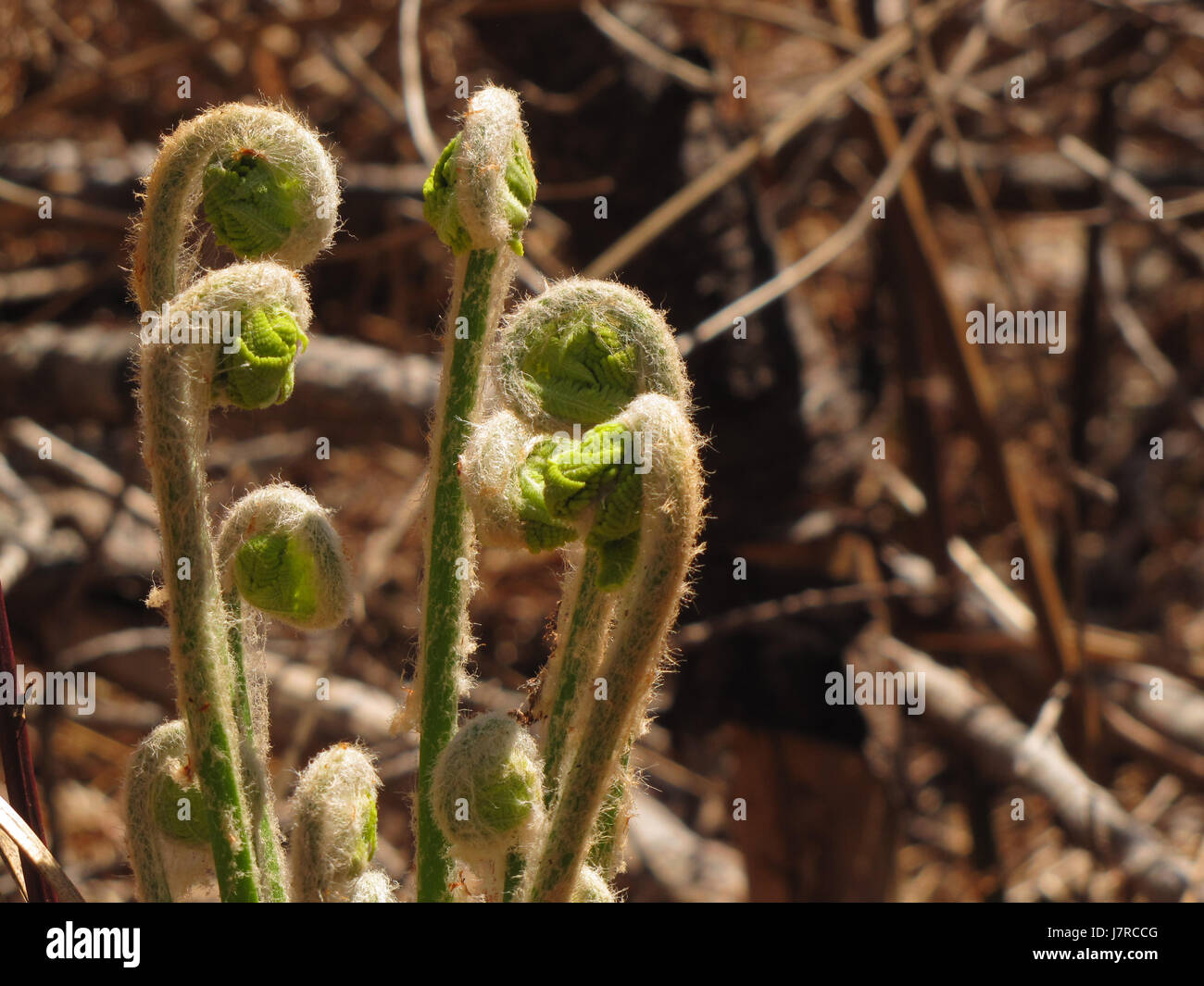 Spring fiddleheads at East Chezzetcook NS Stock Photo Alamy