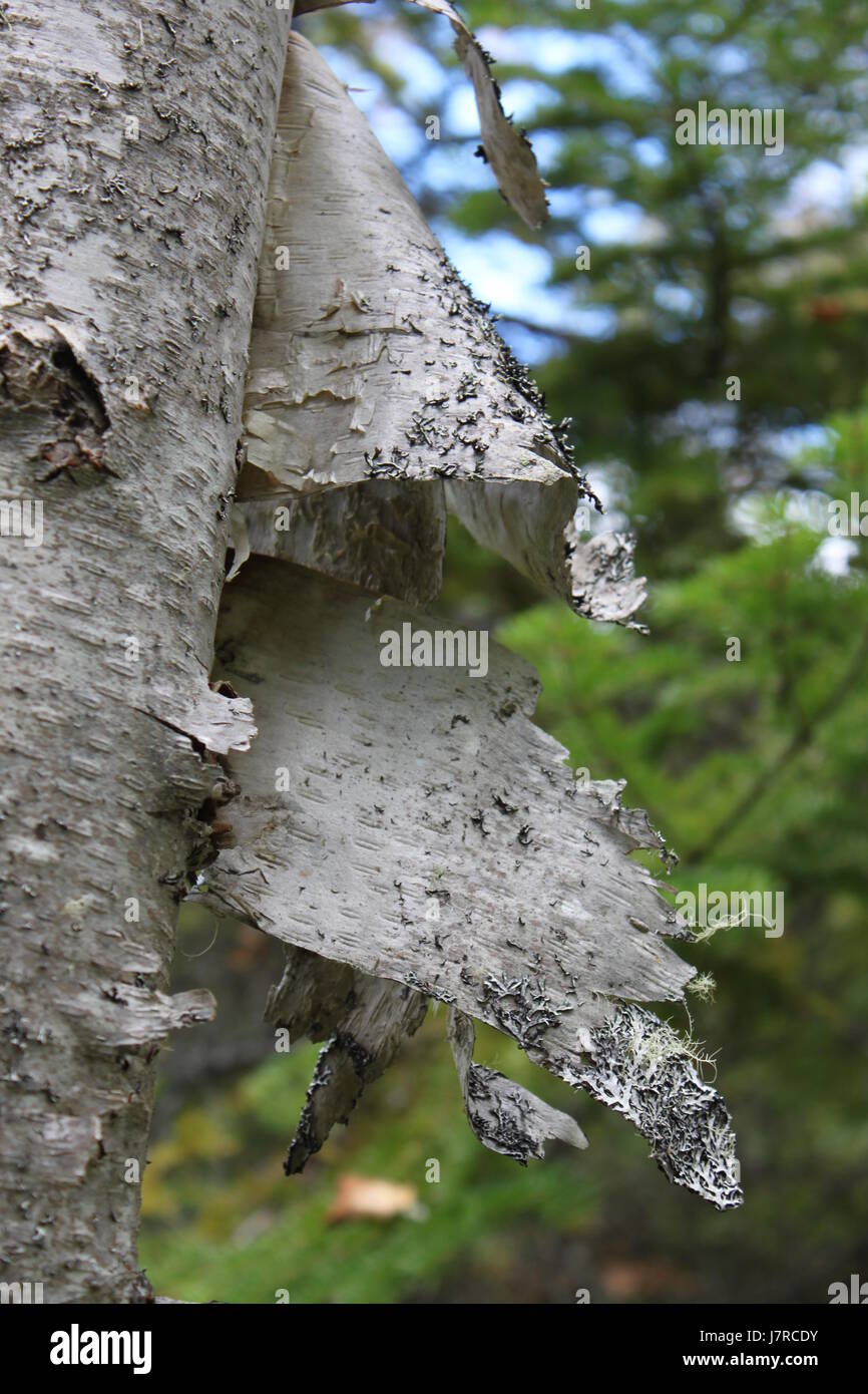 Birch trees with loose bark at Kejimkujik National Park, Nova Scotia