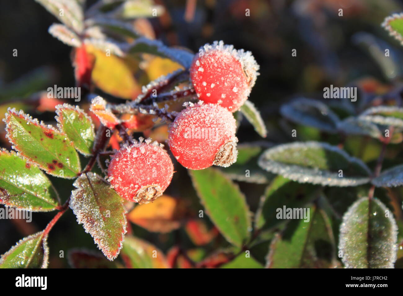Rose hips with frost at East Chezzetcook NS Stock Photo Alamy