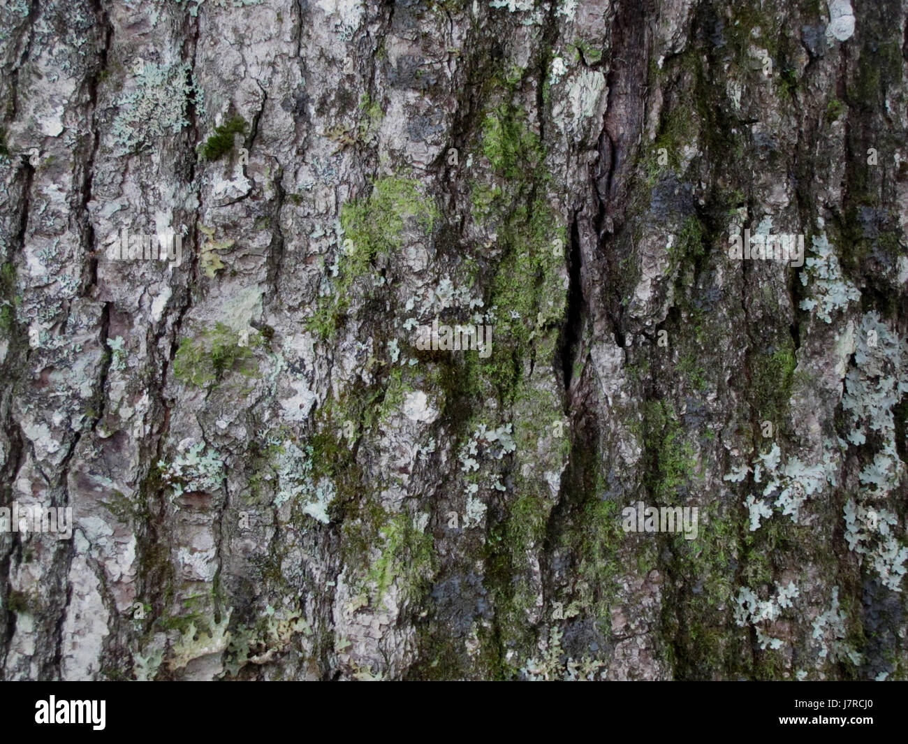 White Pine bark with lichen at Kejimkujik National Park Stock Photo