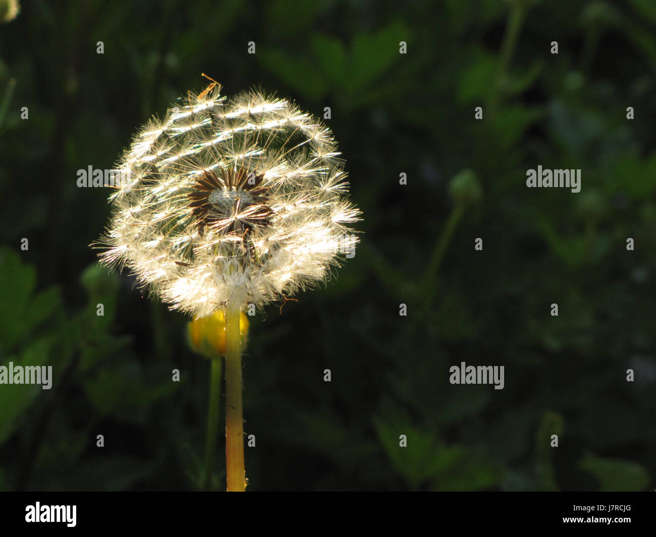Dandelion seed ready to fly at East Chezzetcook Nova Scotia Stock Photo