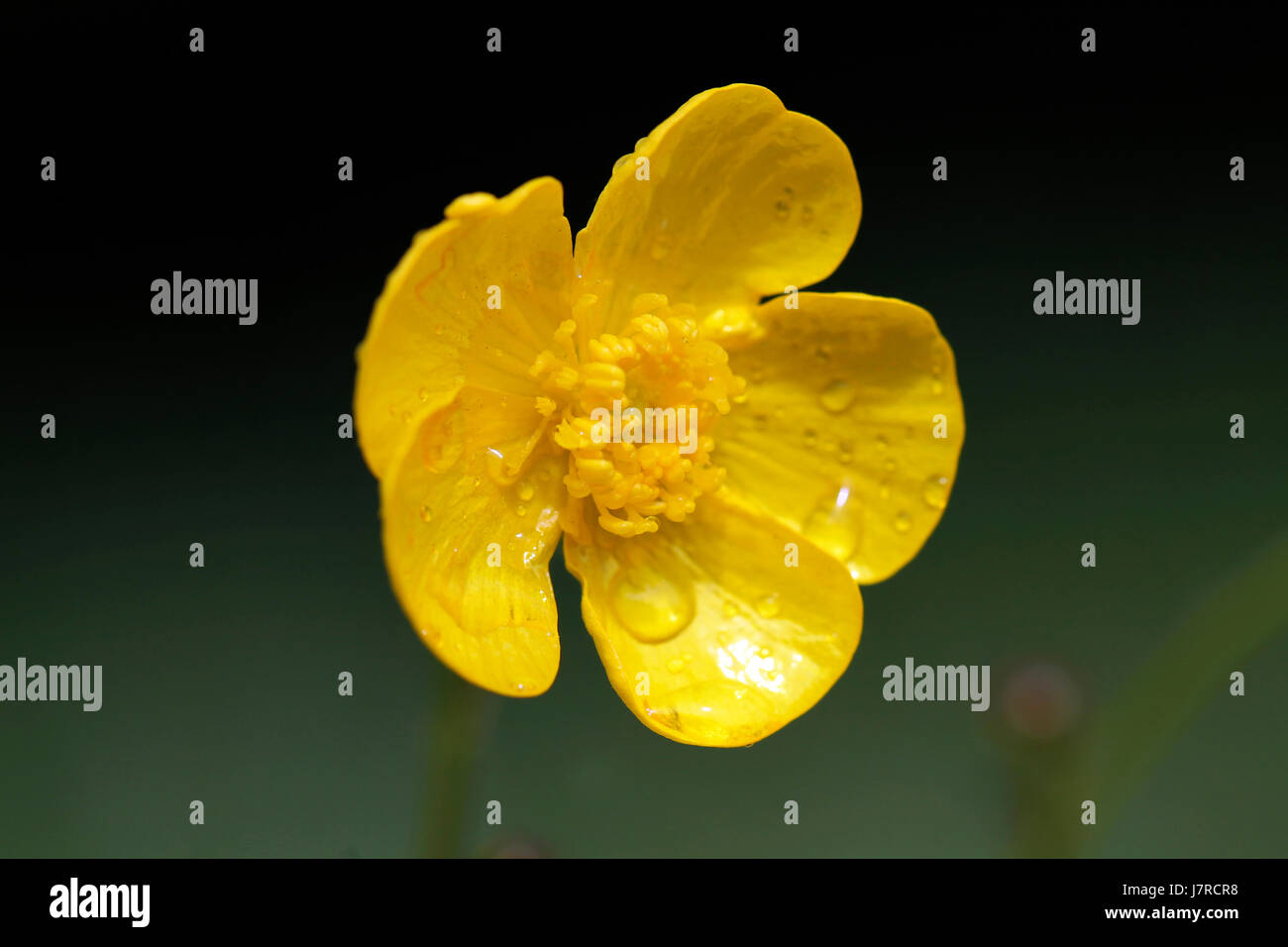 Yellow Buttercup Flower Stock Photo