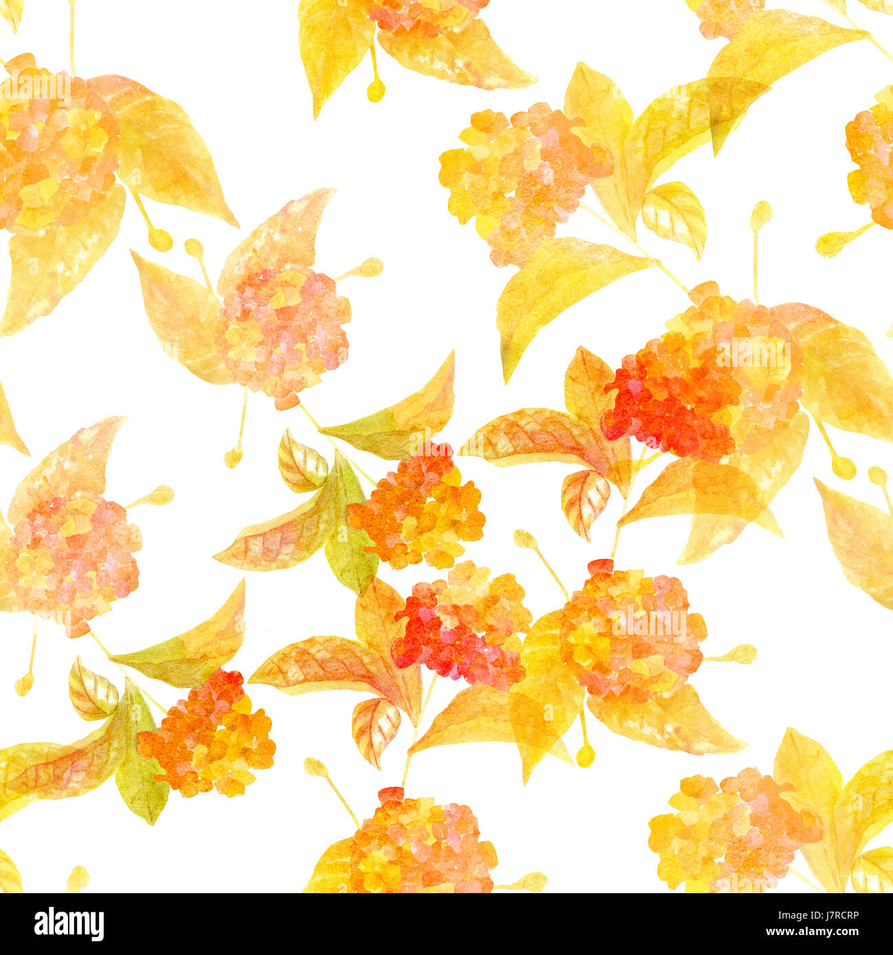 A seamless background pattern with watercolor lantana flowers, golden ...