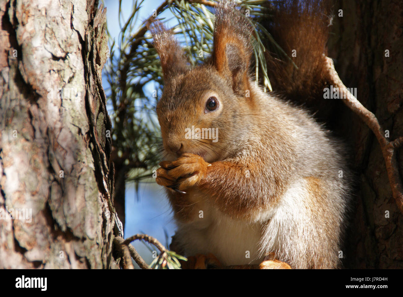 animal mammal brown brownish brunette nice wildlife squirrel natural beautiful Stock Photo
