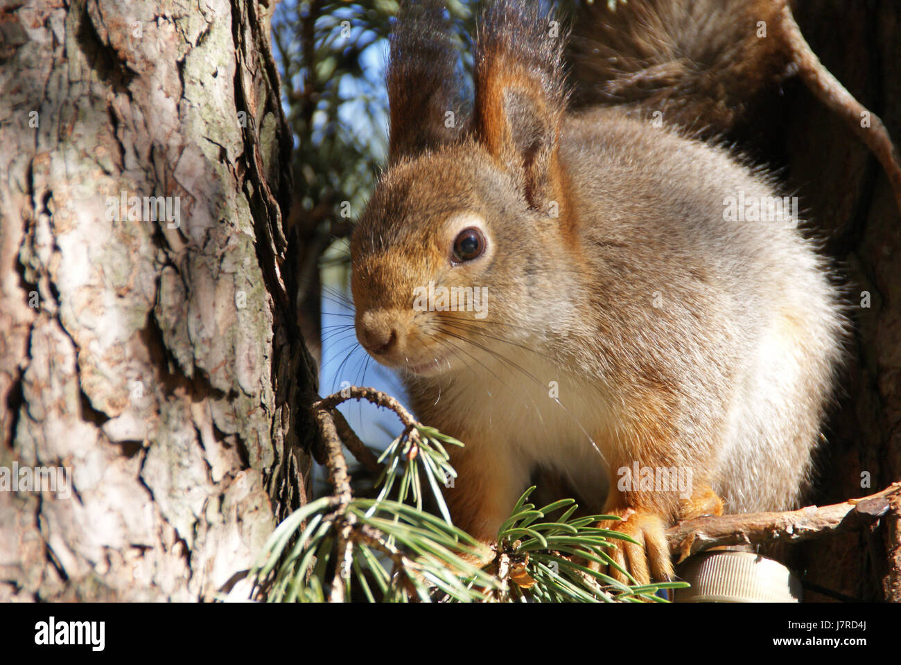 animal mammal brown brownish brunette nice wildlife squirrel maddening pert Stock Photo
