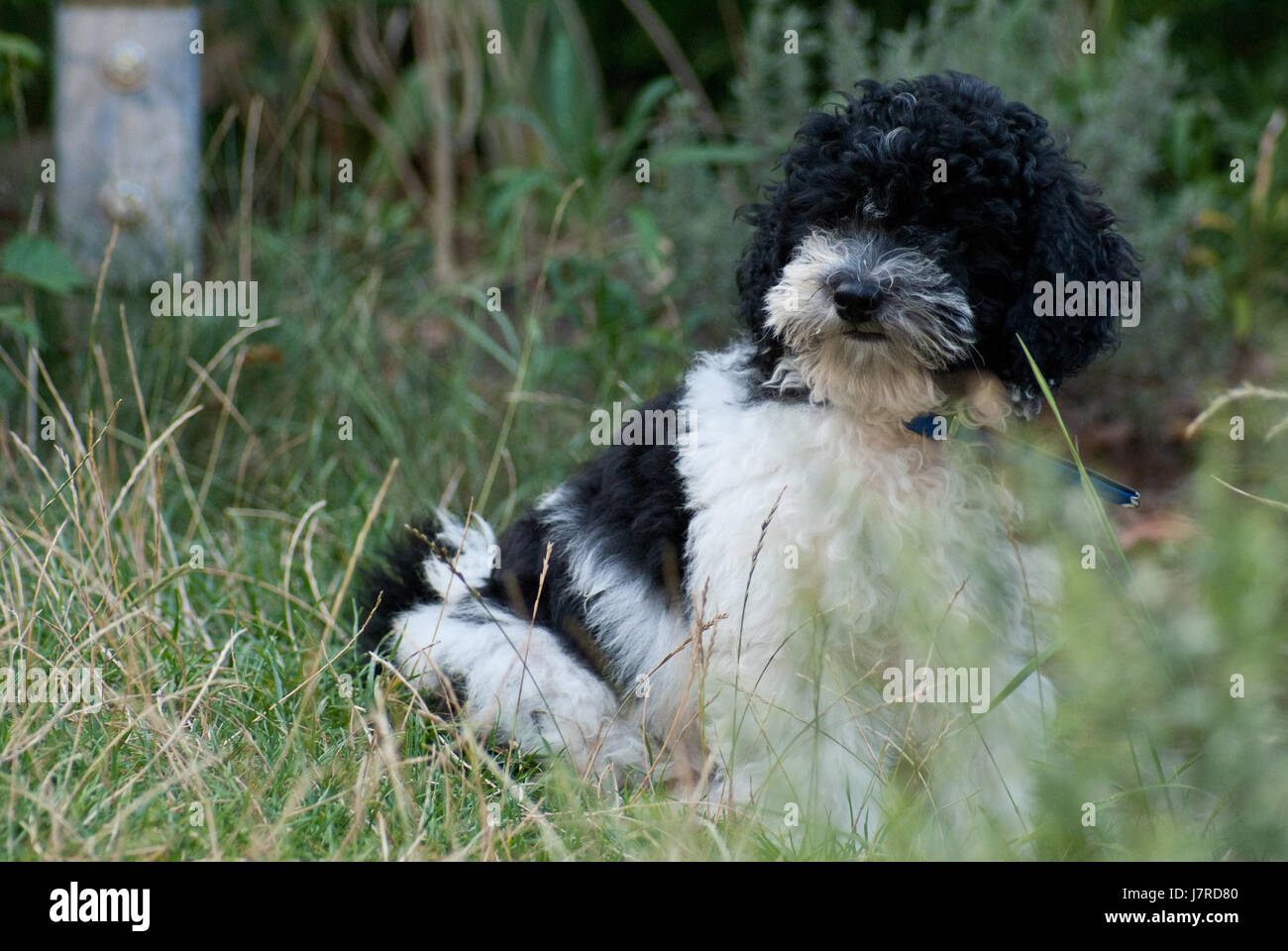 poodle puppy in the garden playing Stock Photo