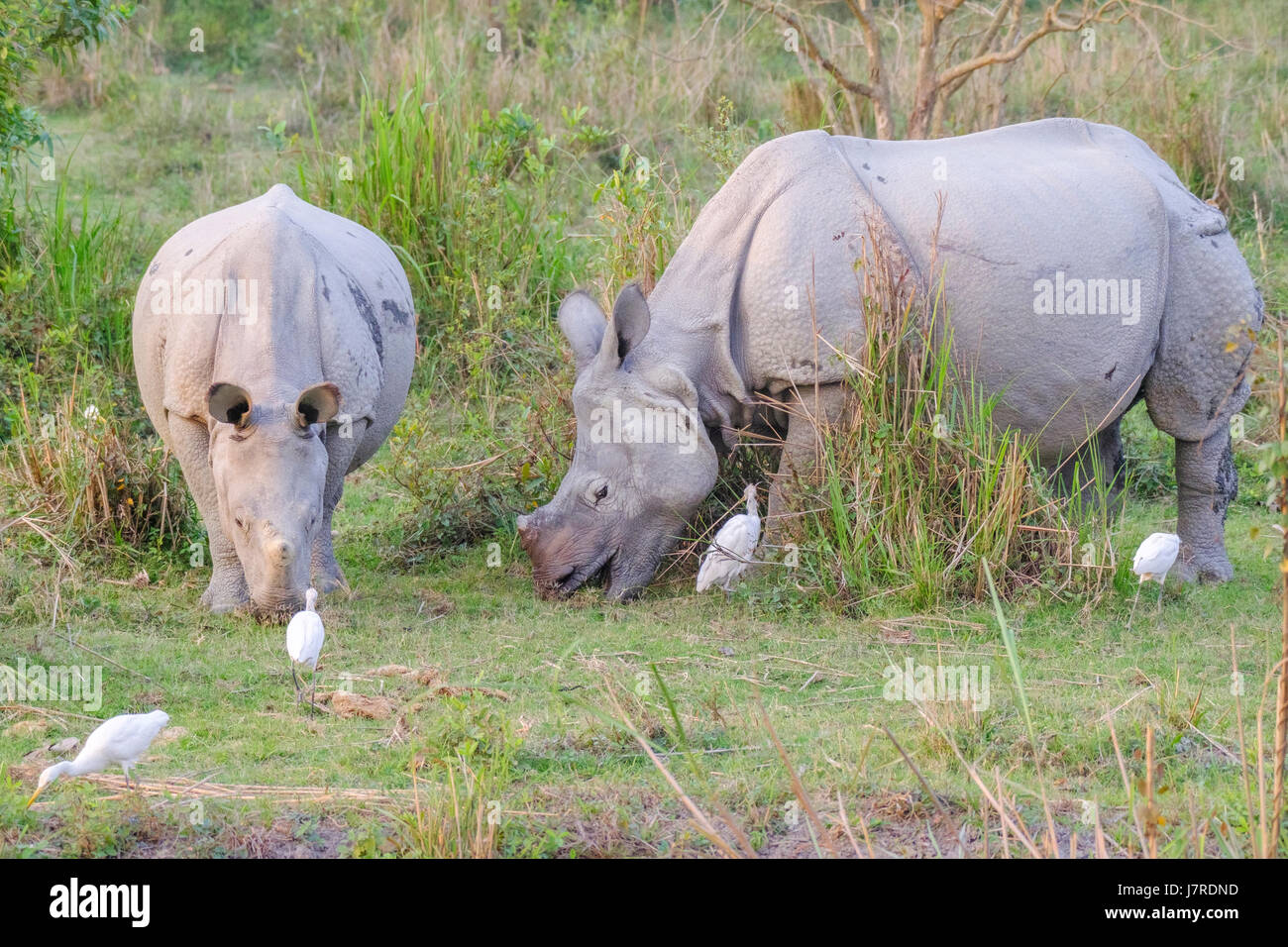 Indian Rhinoceros (Rhinoceros unicornis) greater one-horned rhinoceros. Kaziranga National Park, Assam, India. Stock Photo