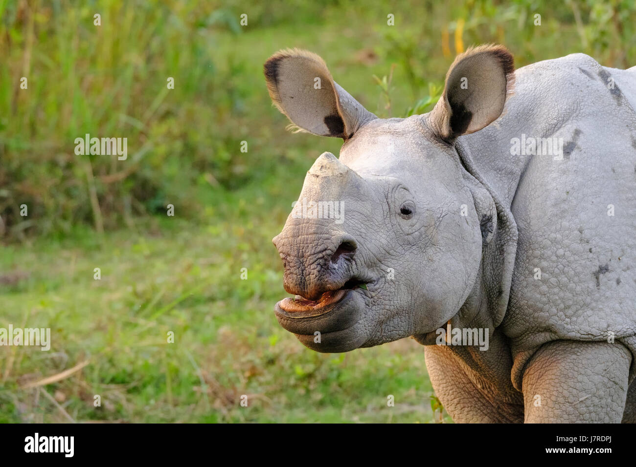 Indian Rhinoceros (Rhinoceros unicornis) greater one-horned rhinoceros