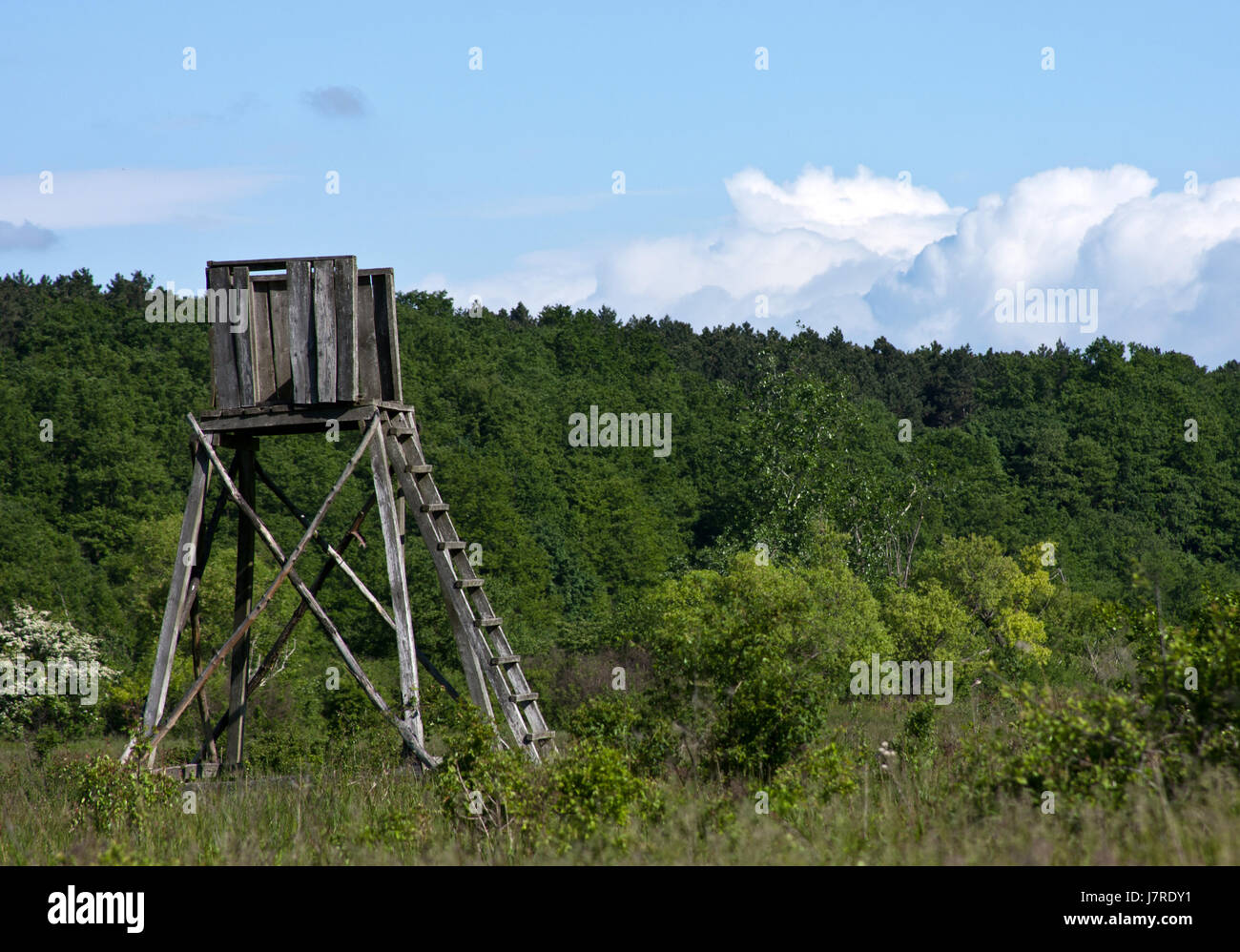 hunter hunt country scenery countryside nature lawn green forest wait waiting Stock Photo