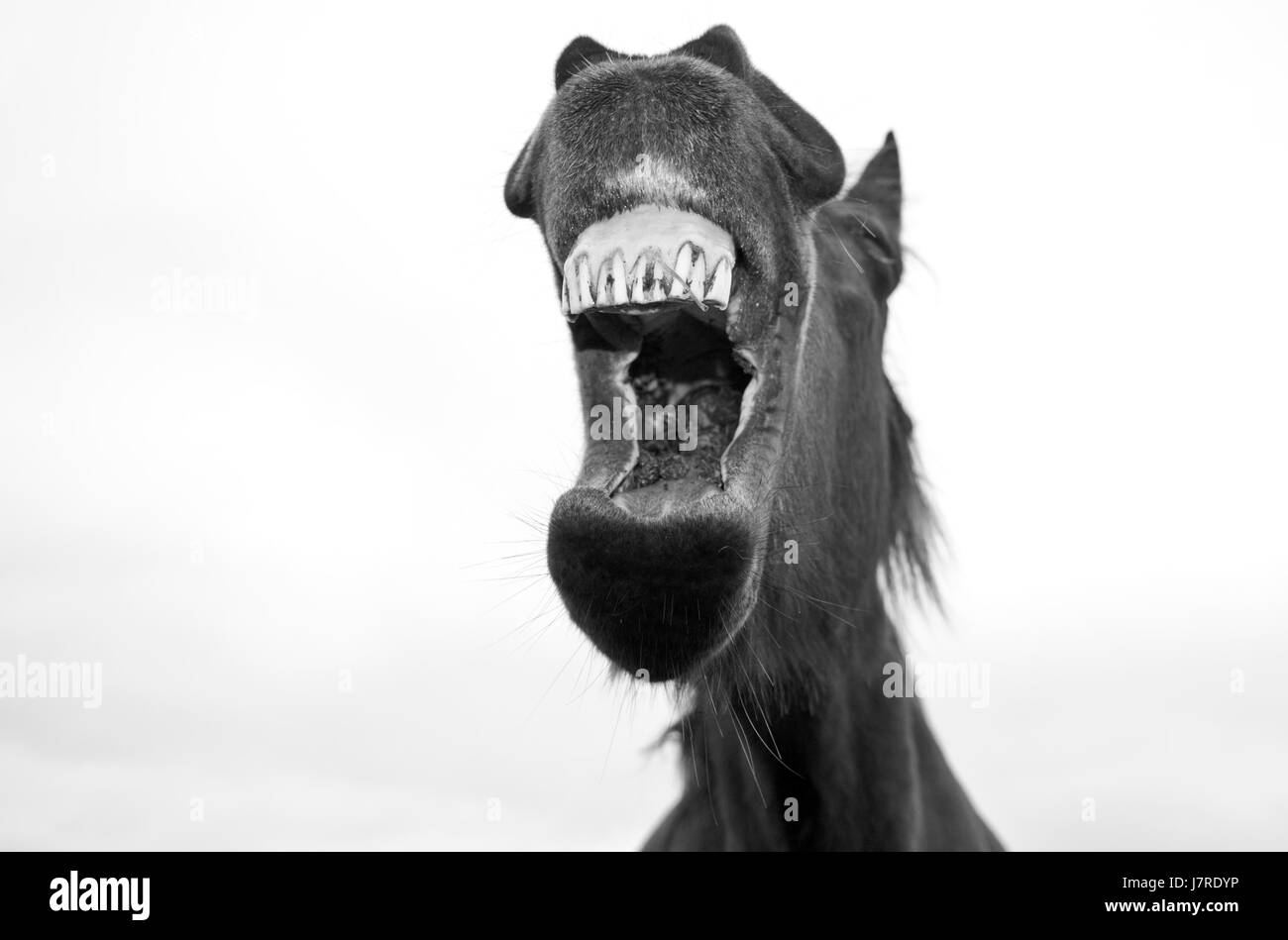 Big teeth smile laugh Black and White Stock Photos & Images Alamy