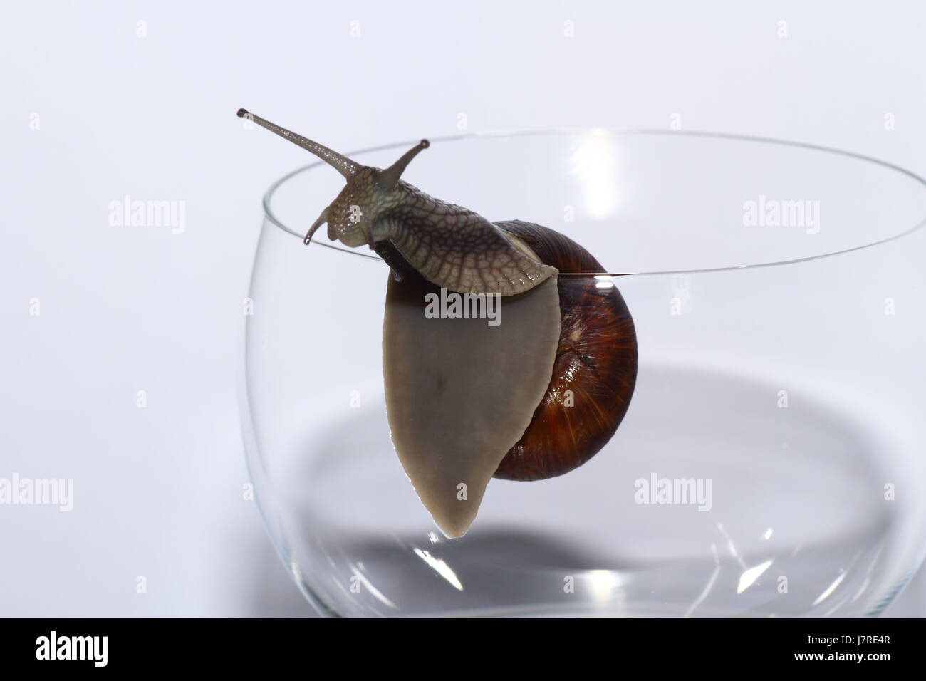 animal mollusc snail edible snail crawler spinelessly glassy nature ...