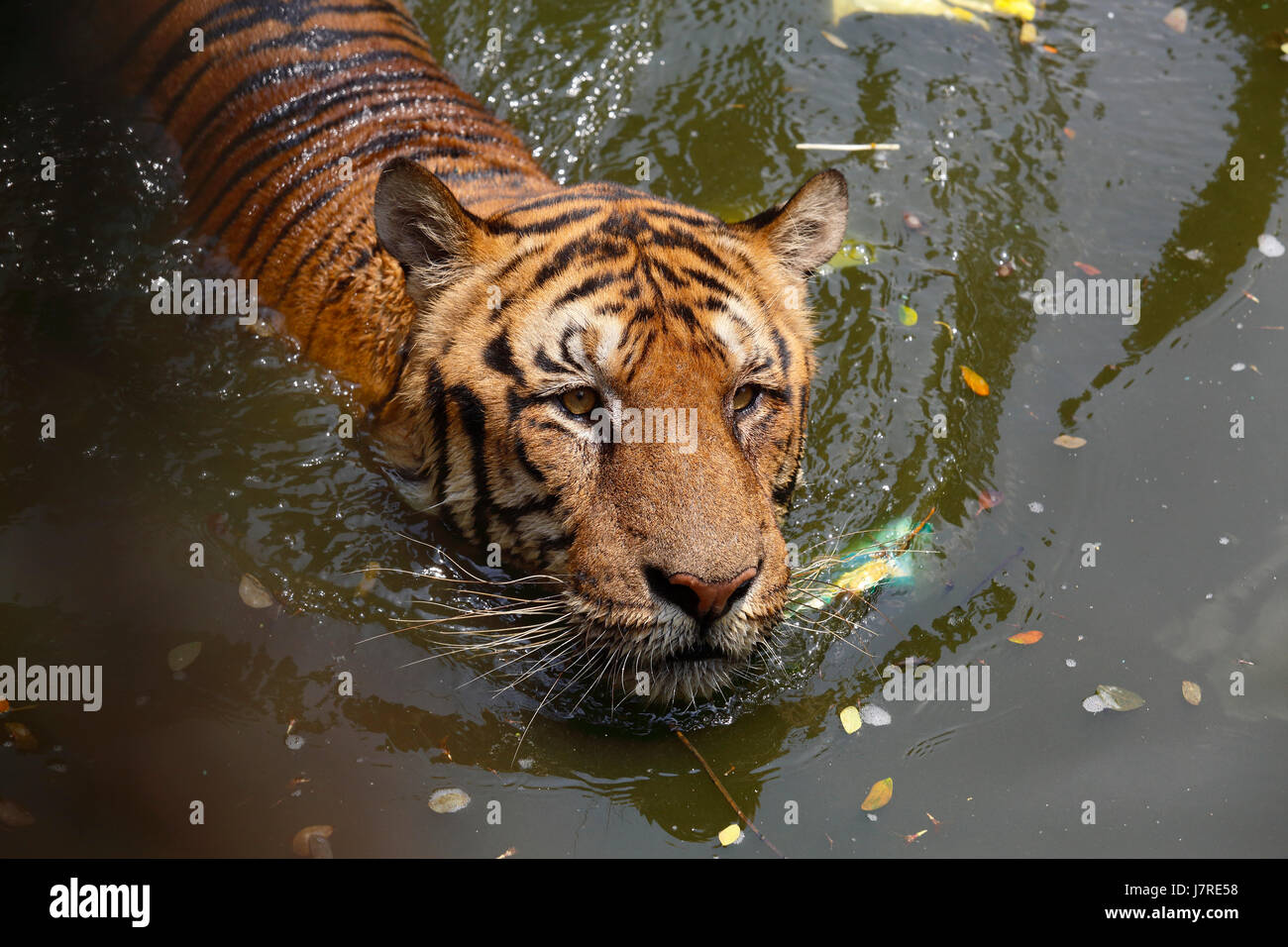A Royal Bengal Tiger at Dhaka Zoo takes bath to beat the summer heat. Dhaka, Bangladesh Stock Photo