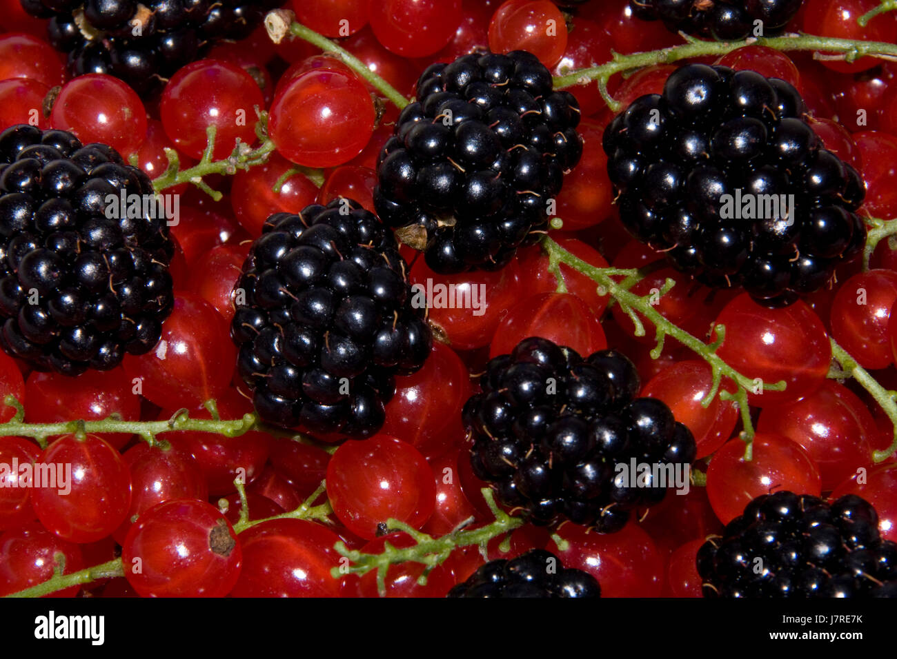 berry fruits Stock Photo