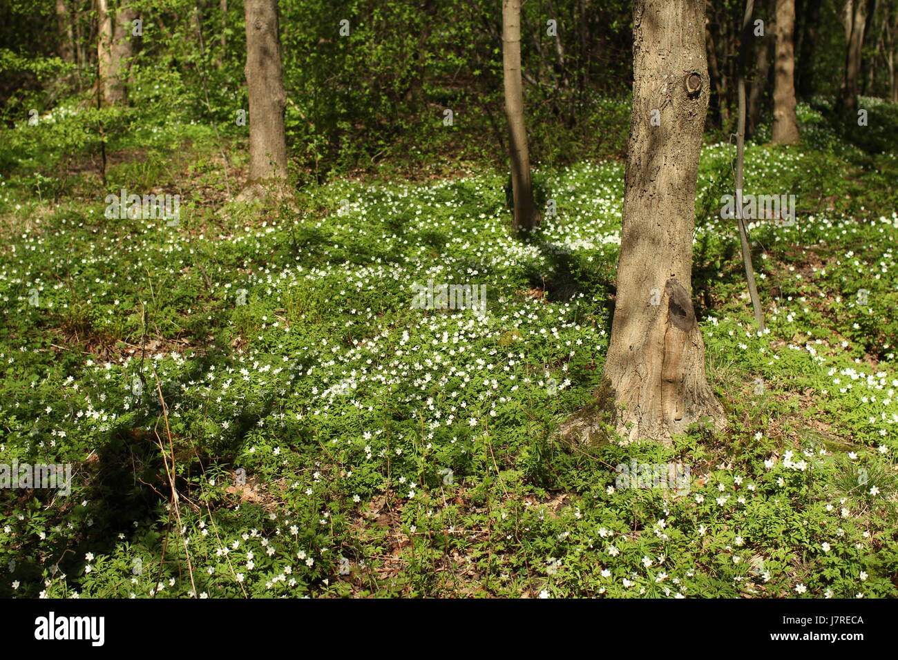 White wood anemone flowers Spring primroses in forest Stock Photo - Alamy