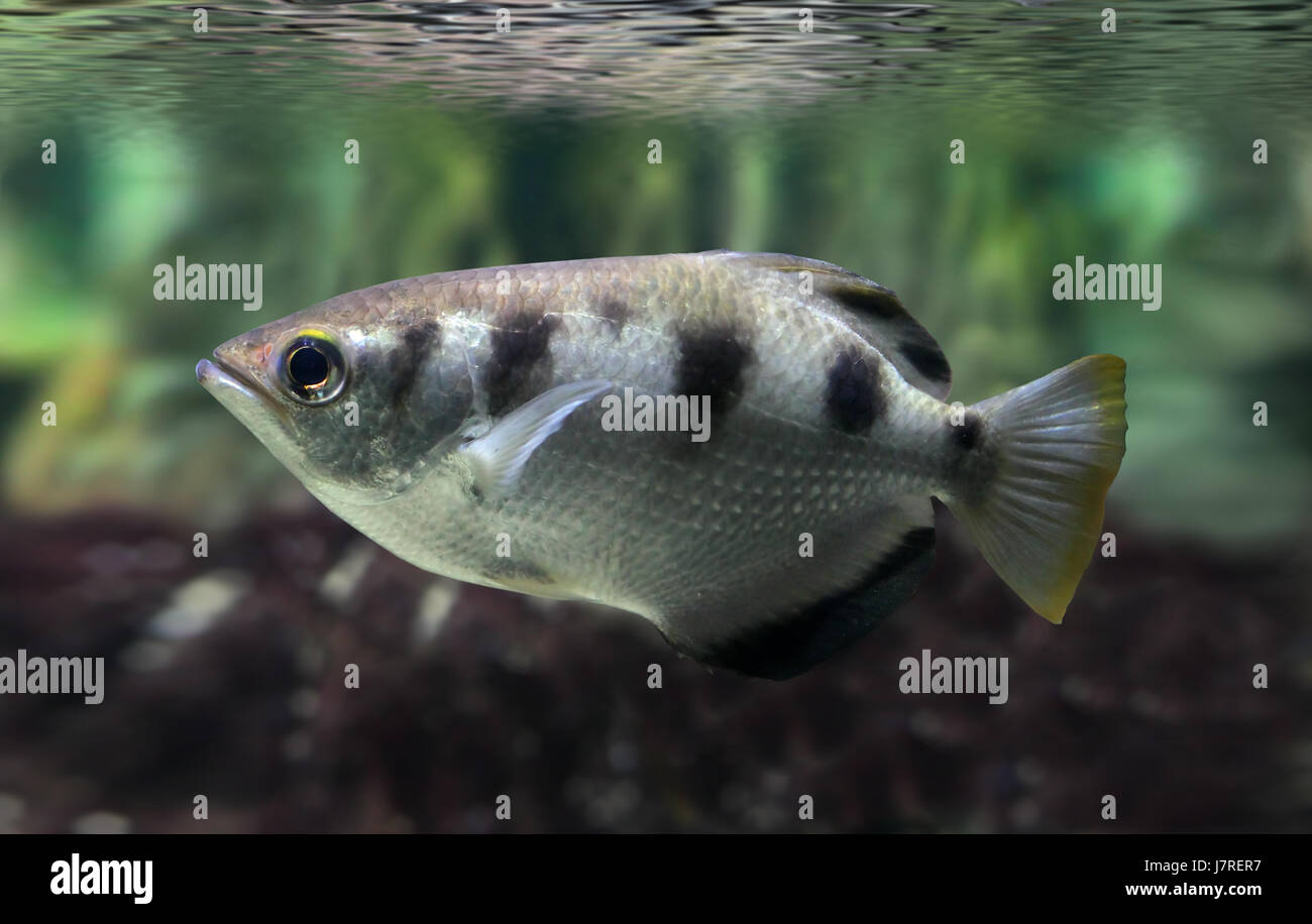 banded archer fish Stock Photo