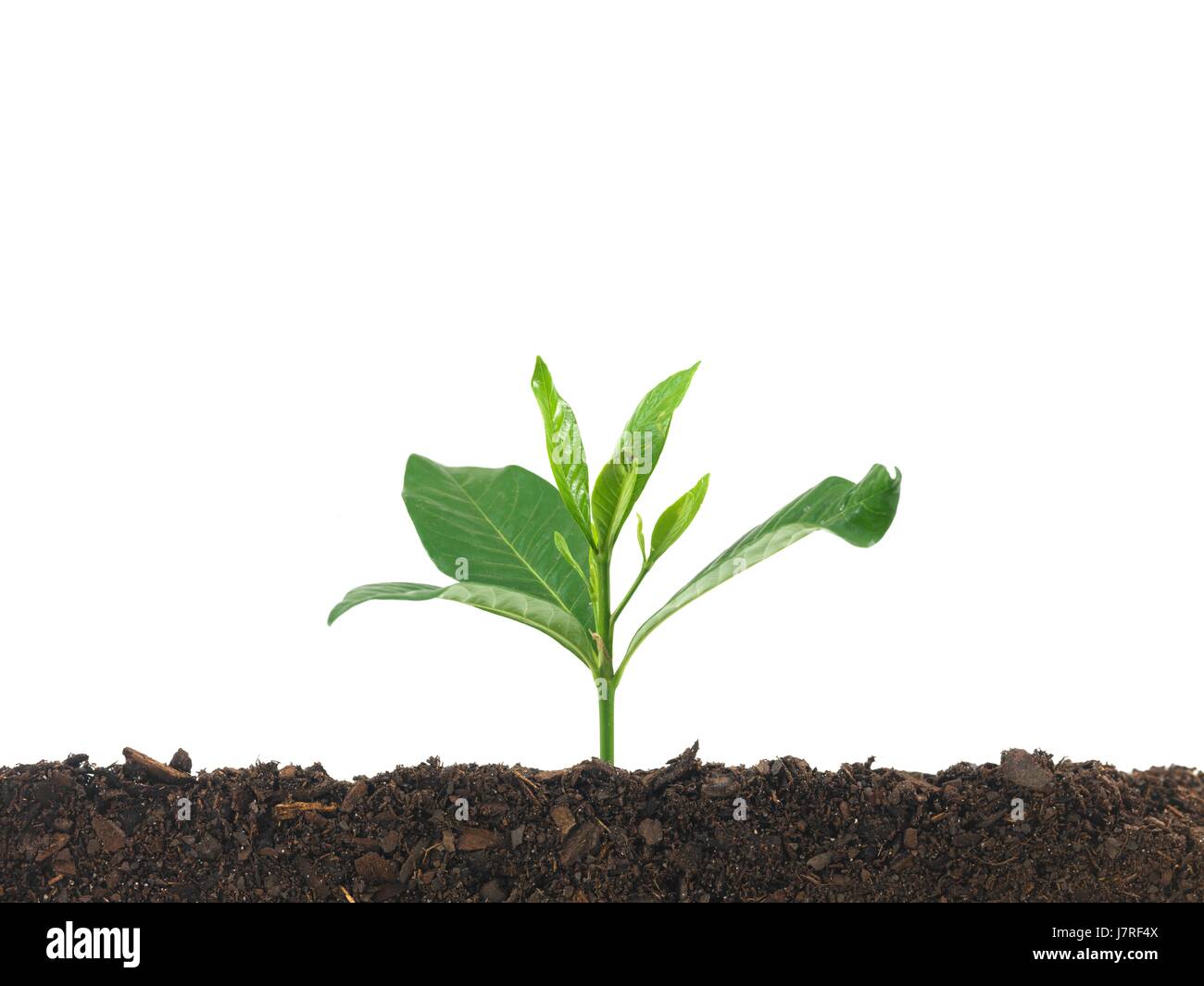 close environment enviroment isolated closeup tree ground soil earth ...