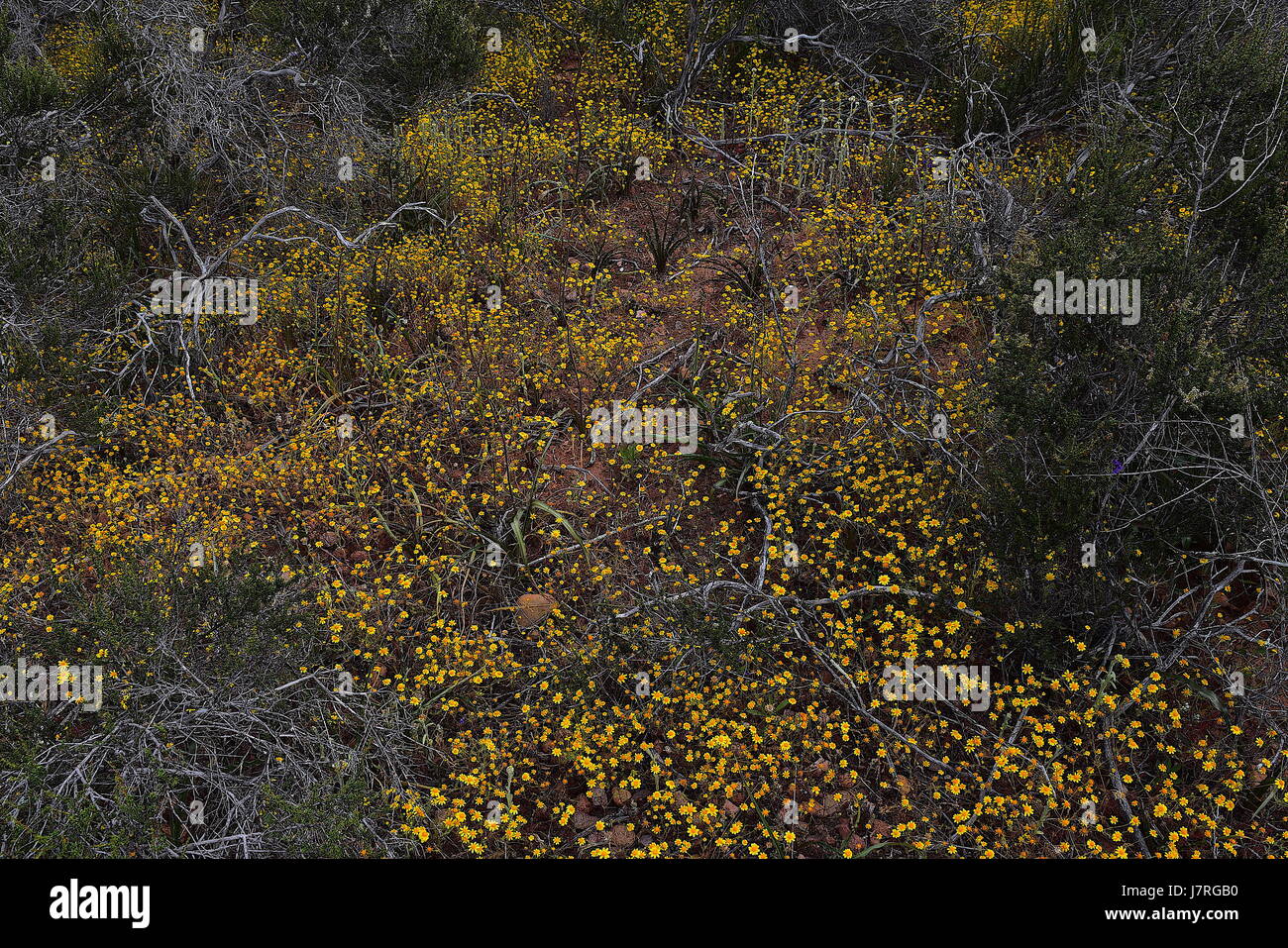 Goldfield flowers around dead chamise trunk Stock Photo