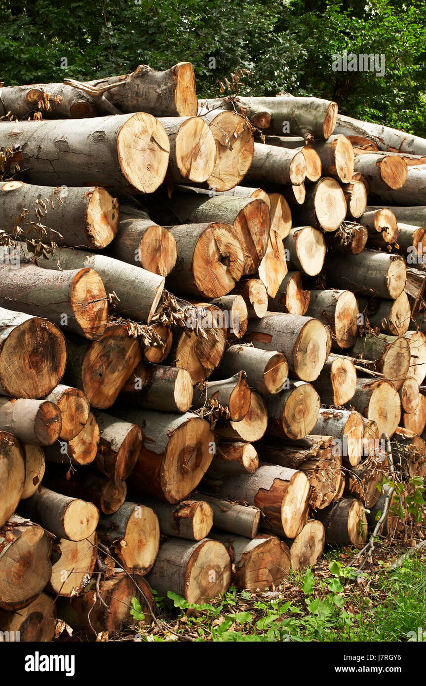 environment enviroment tree industry wood energy power electricity ...